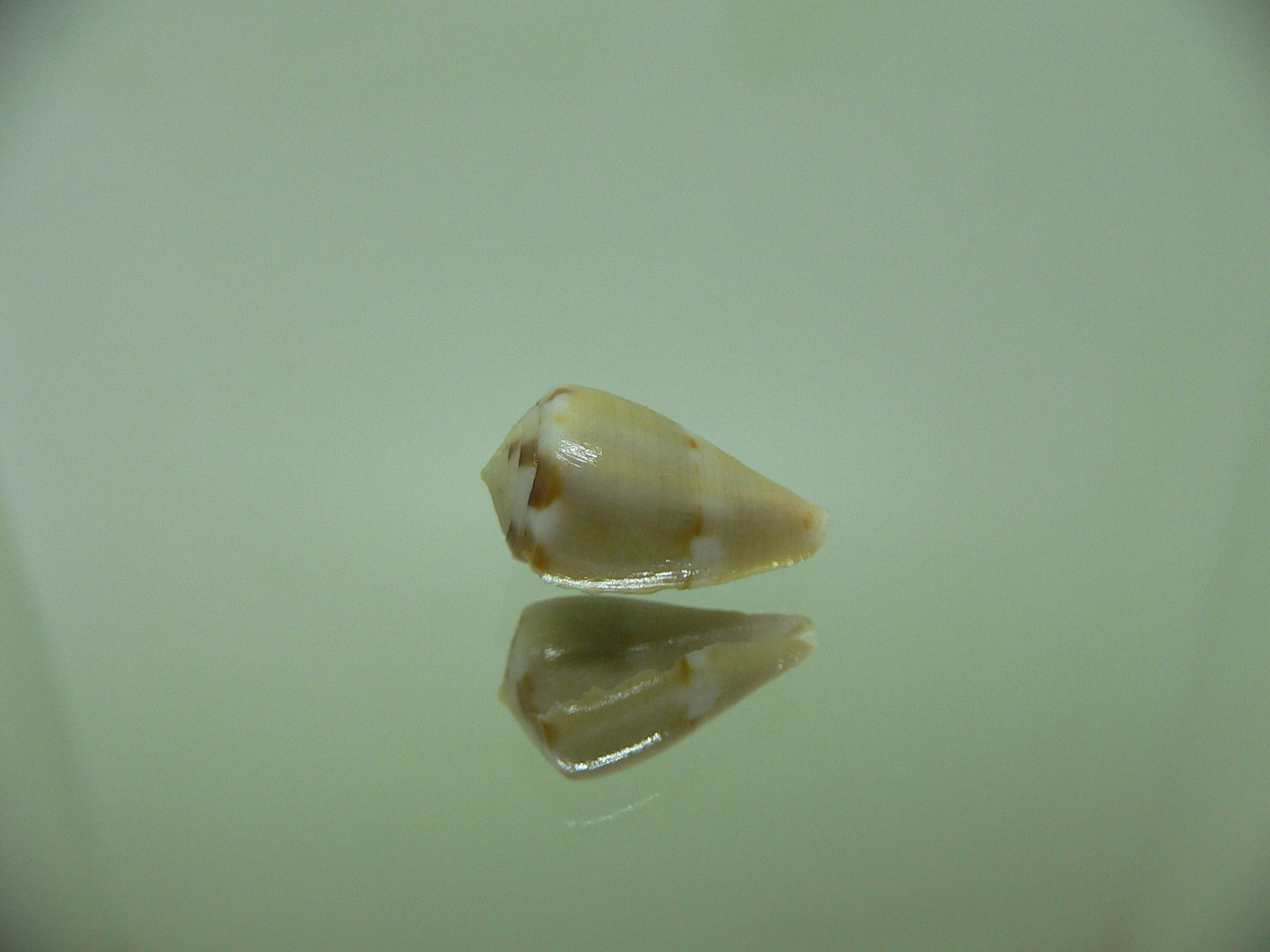 Conus vexillum sulphuratus (var.)МИ