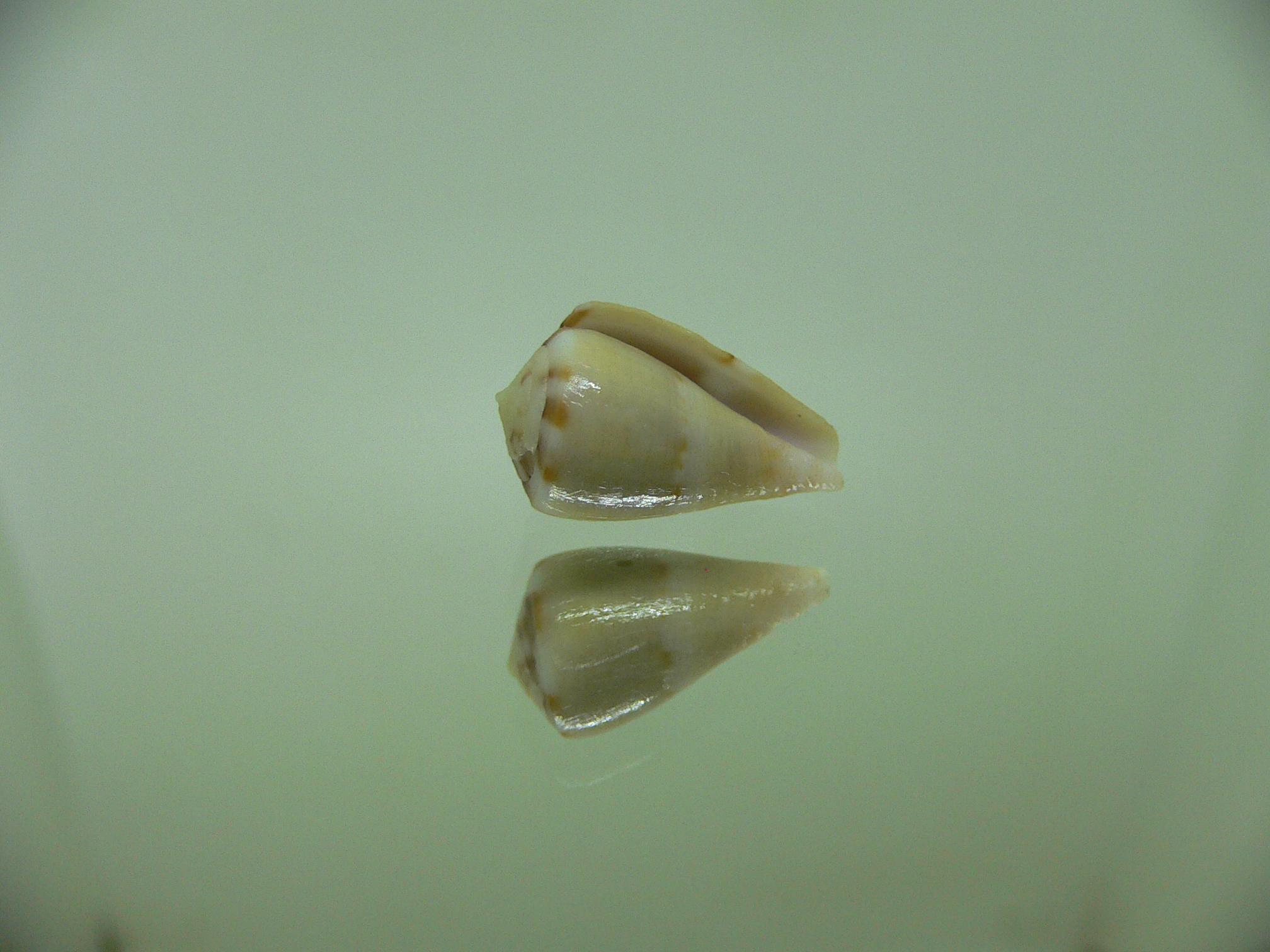 Conus vexillum sulphuratus (var.)МИ