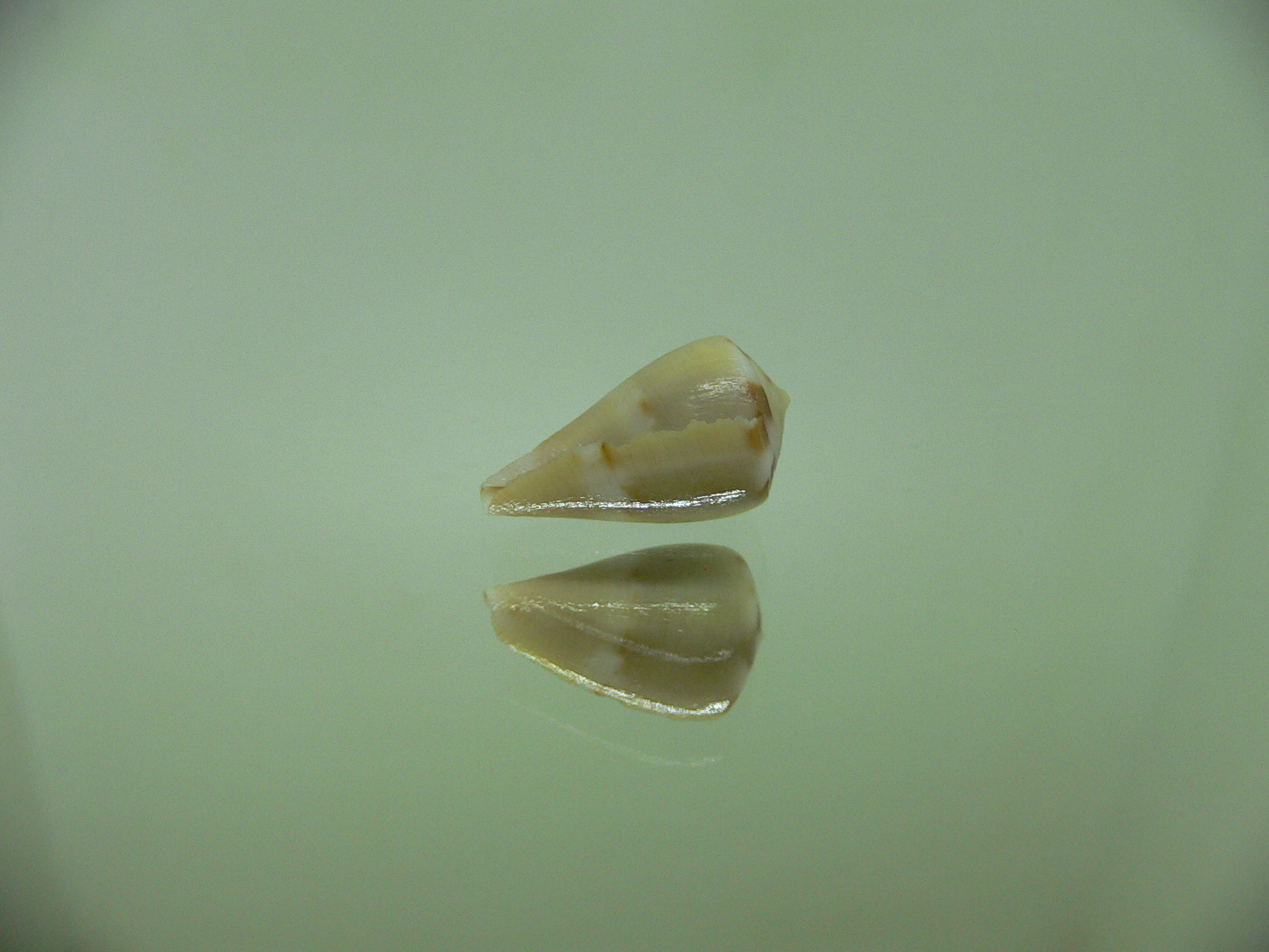 Conus vexillum sulphuratus (var.)МИ