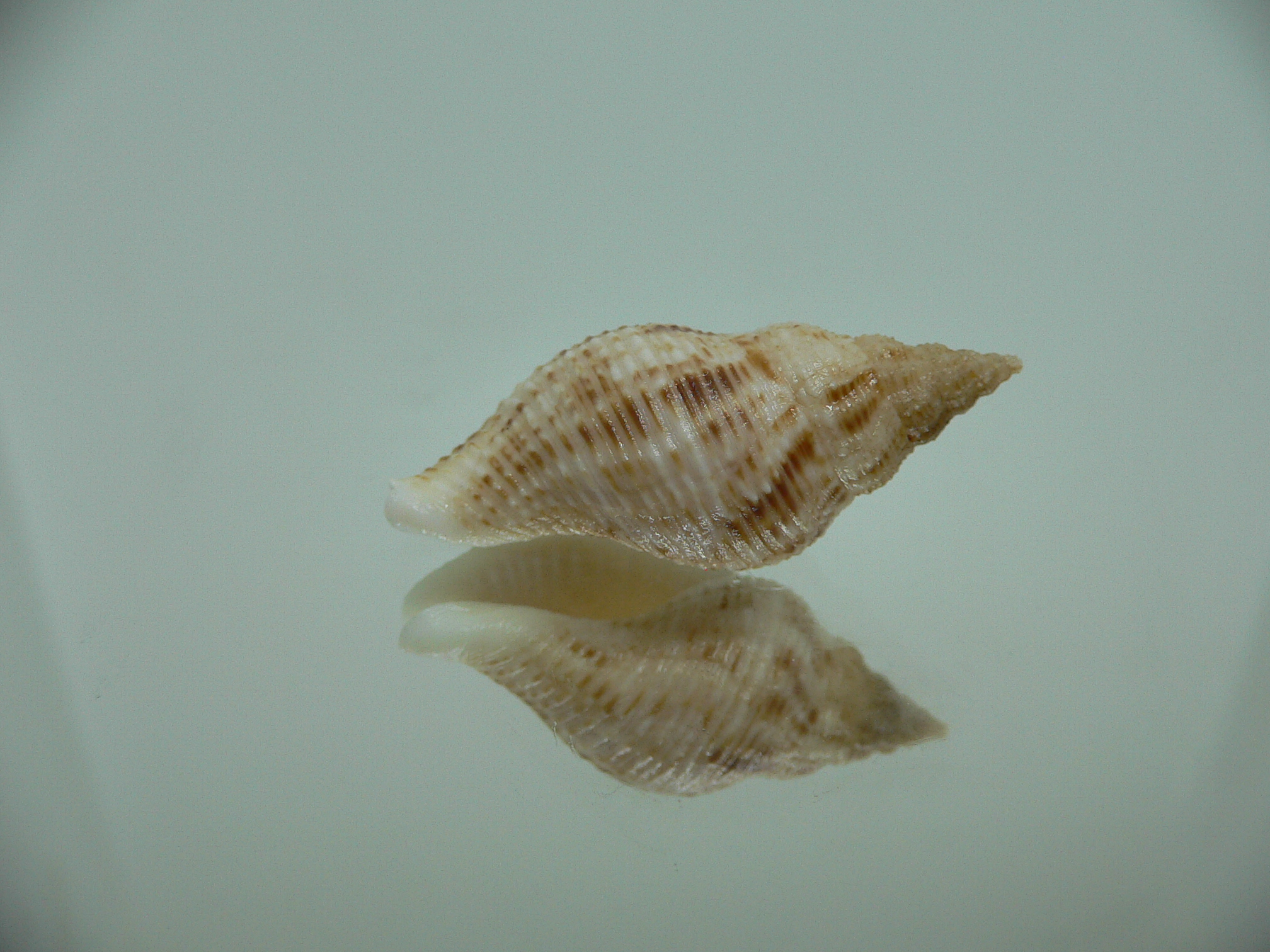 Afrocominella capensis MOTLEY