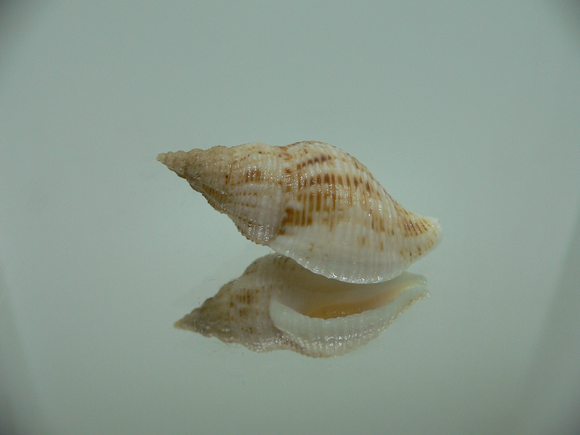 Afrocominella capensis MOTLEY