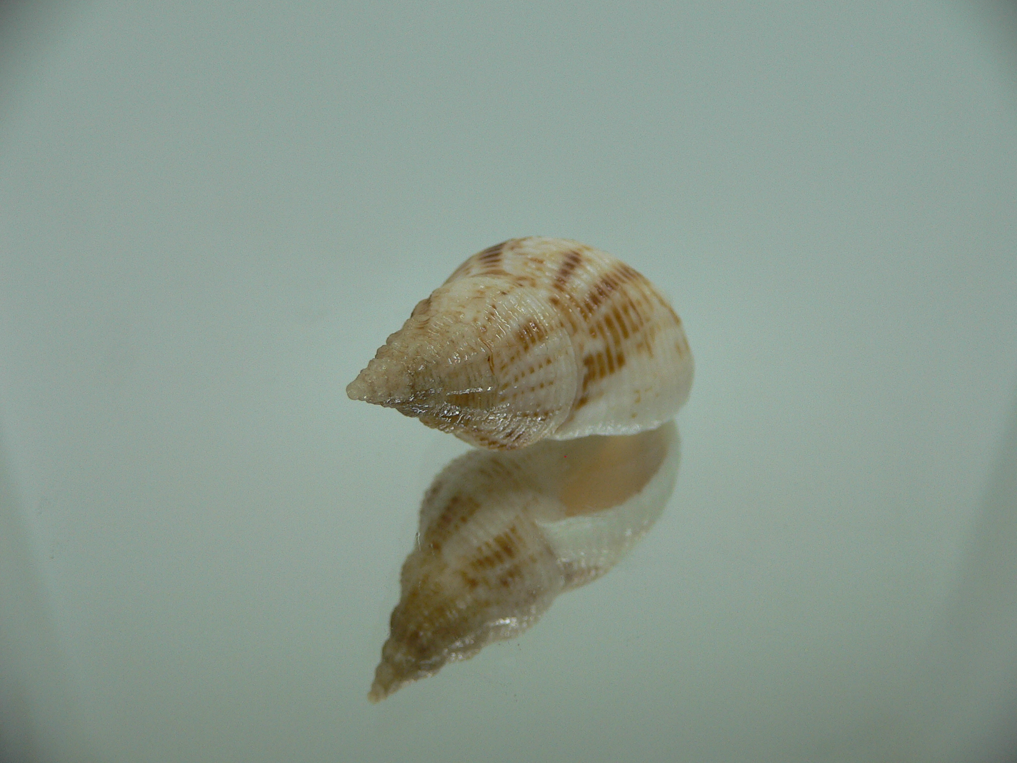 Afrocominella capensis MOTLEY