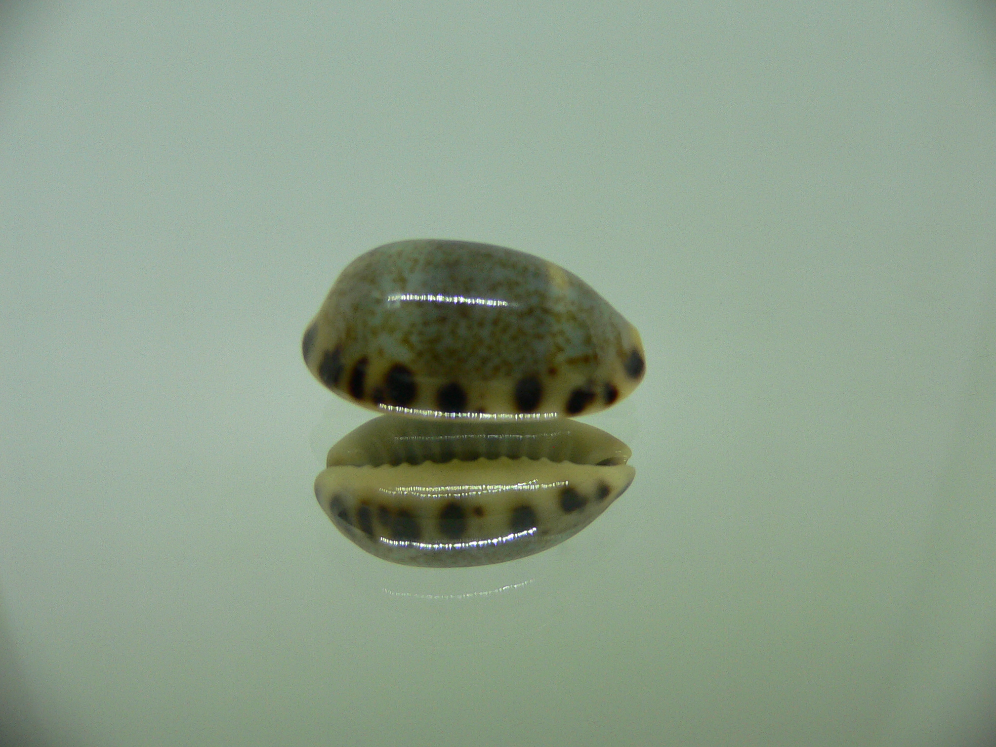 Cypraea felina felina DARK 1