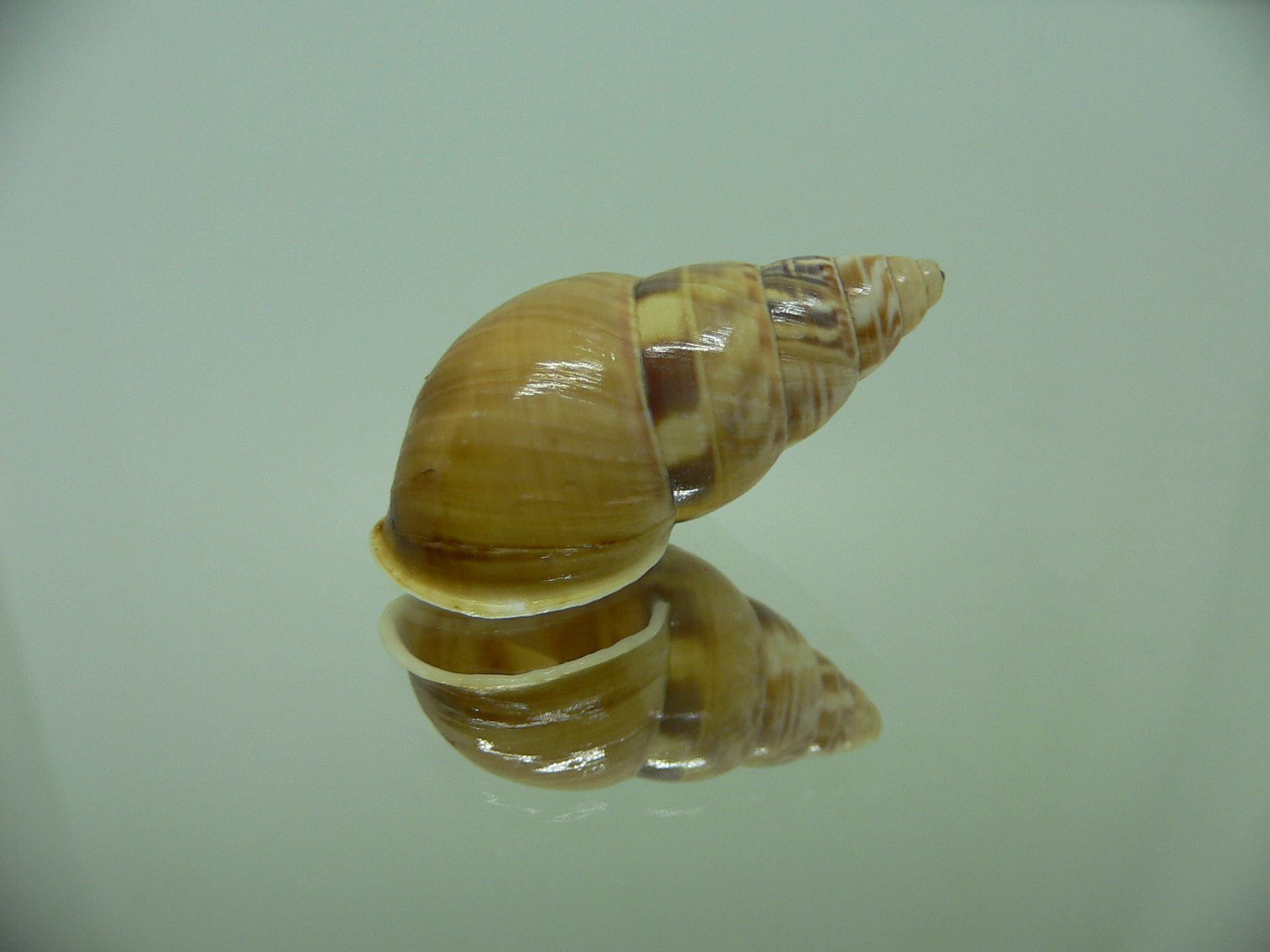 Amphidromus filozonatus