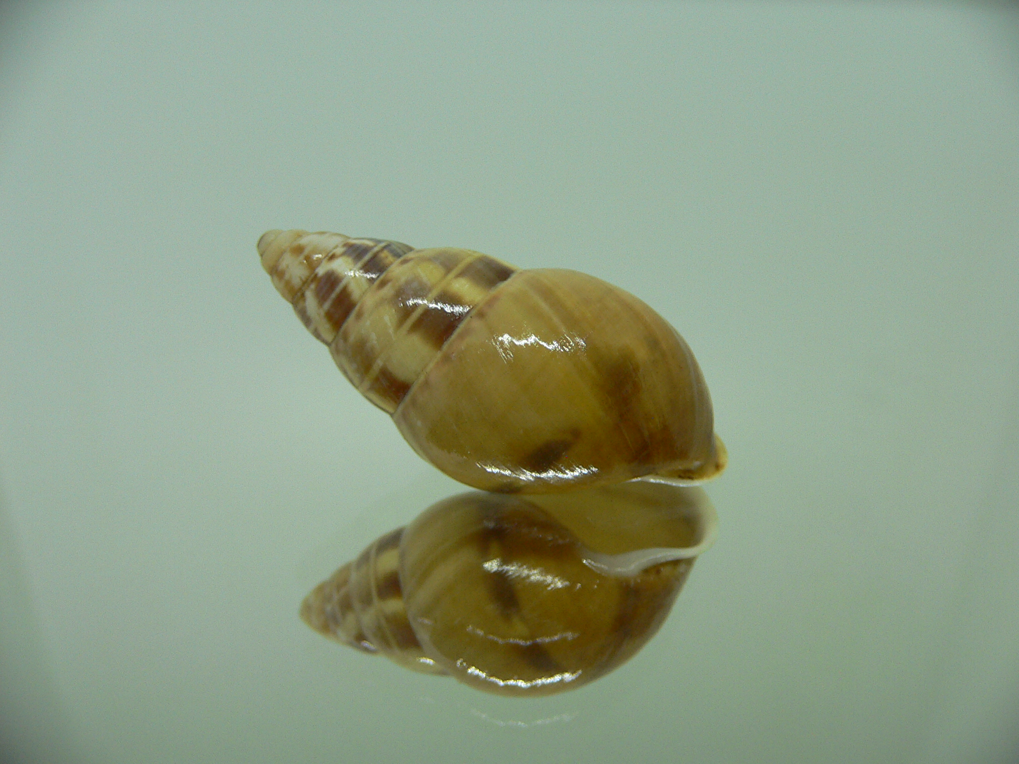 Amphidromus filozonatus