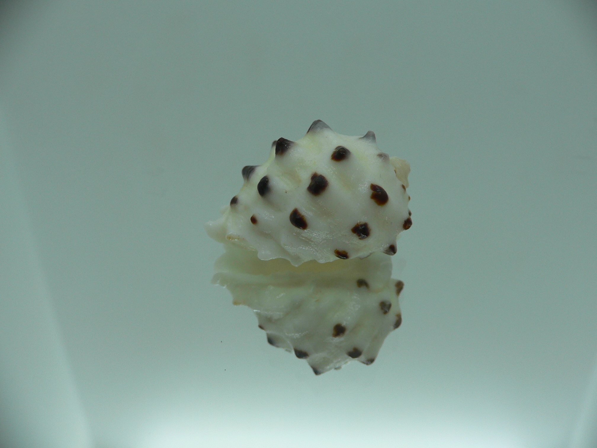 Drupa ricinus lischkei (var.)