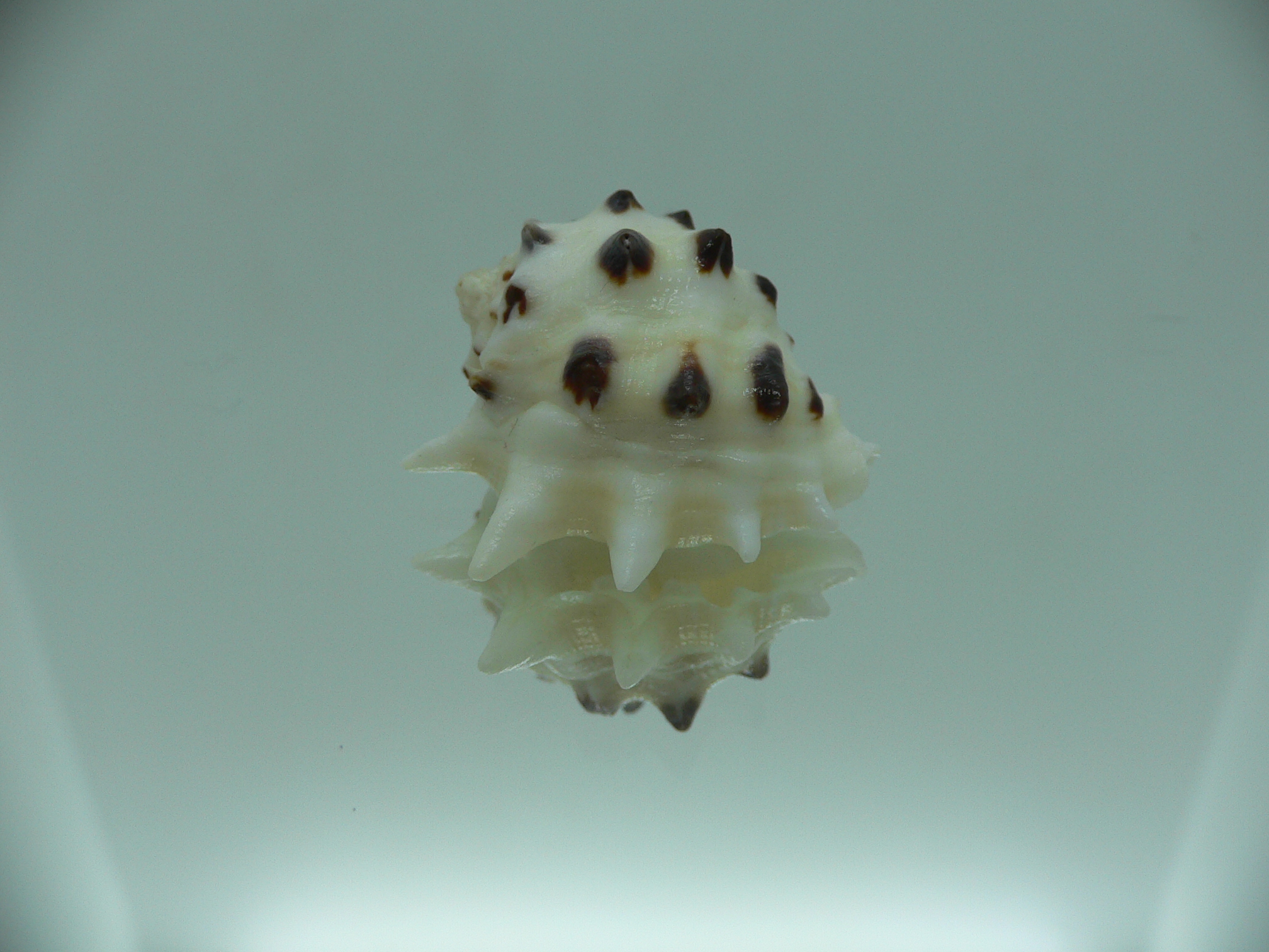 Drupa ricinus lischkei (var.)