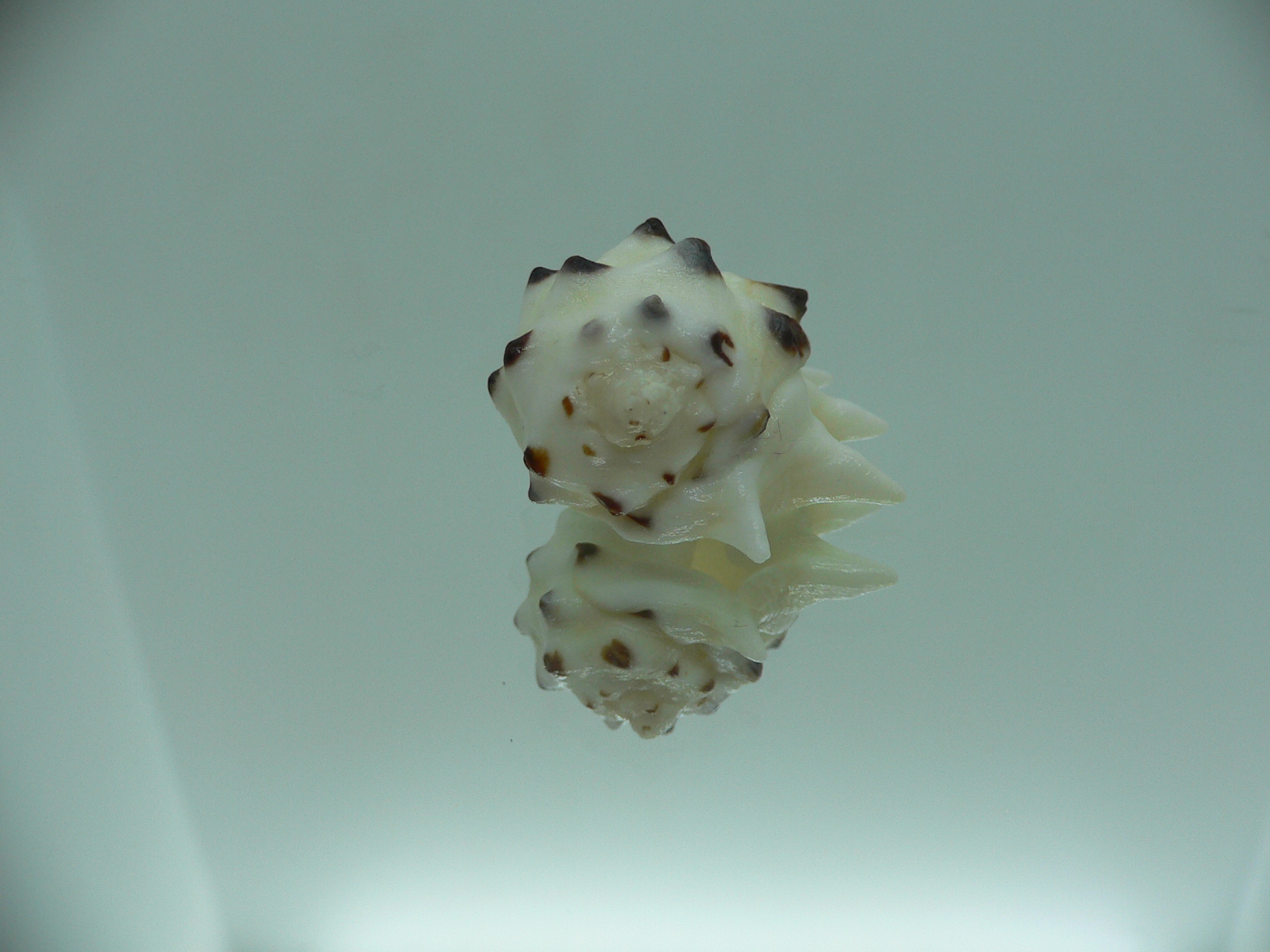 Drupa ricinus lischkei (var.)