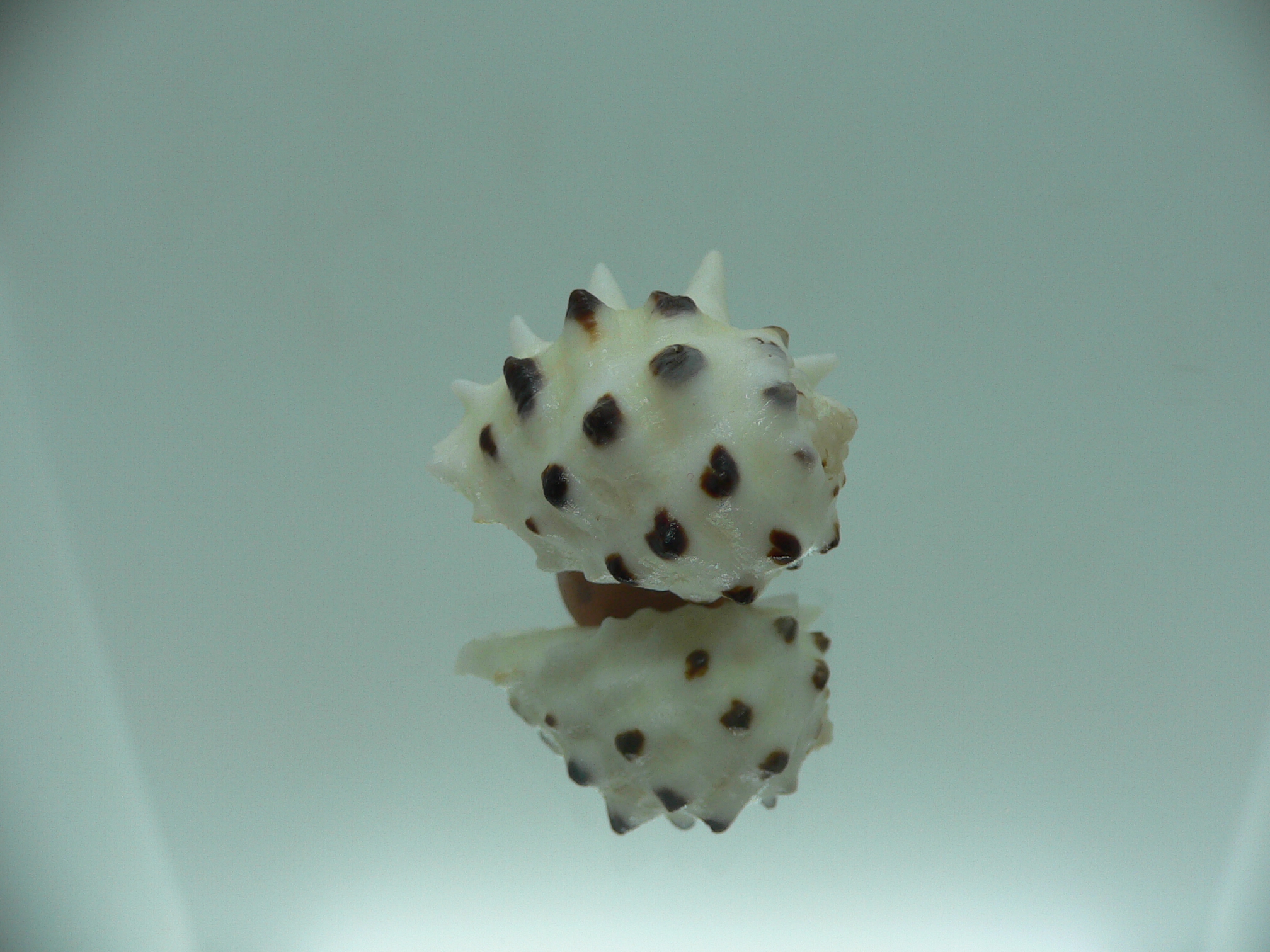 Drupa ricinus lischkei (var.)