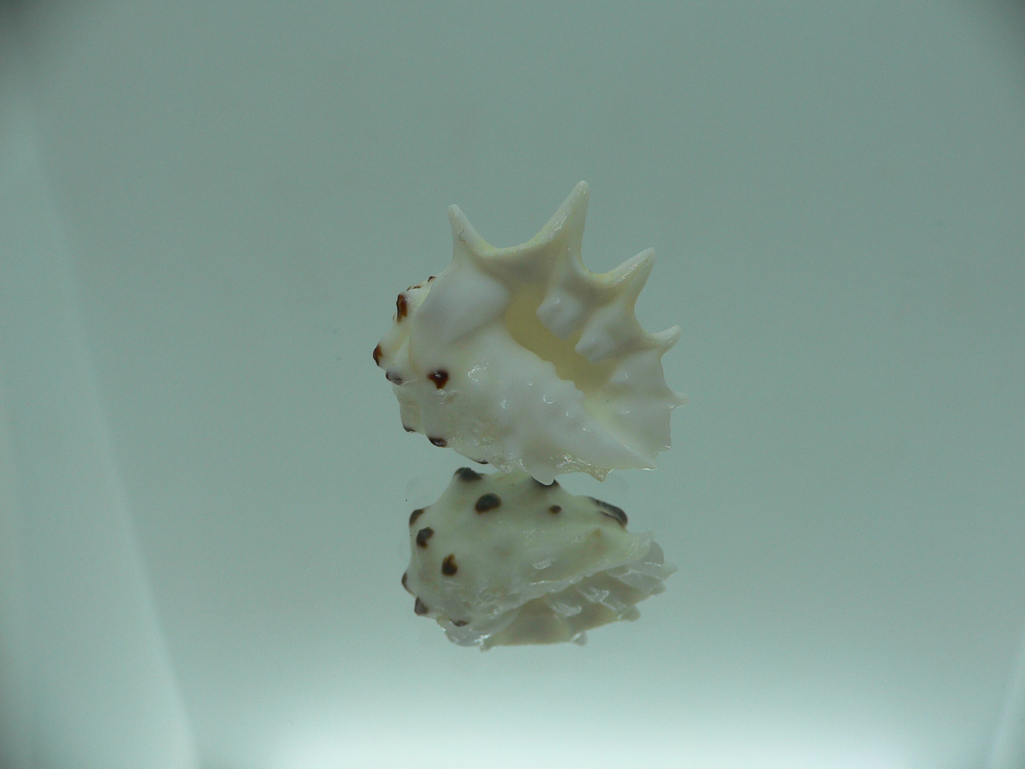 Drupa ricinus lischkei (var.)