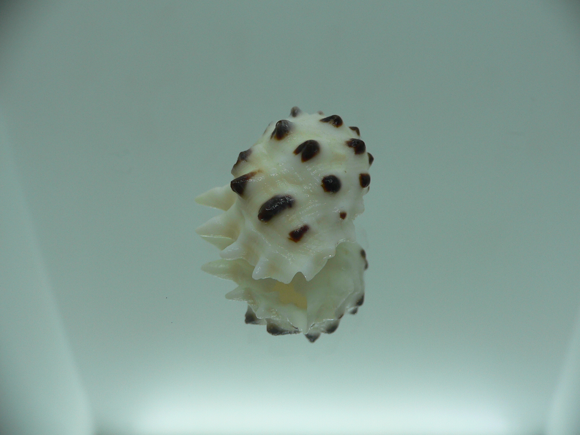 Drupa ricinus lischkei (var.)