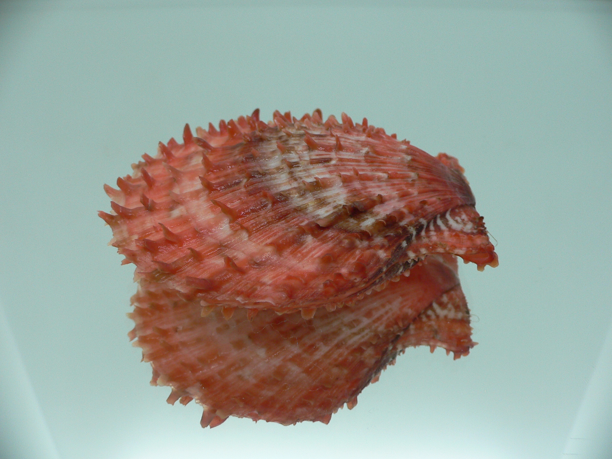 Scaeochlamys farreri COLORS
