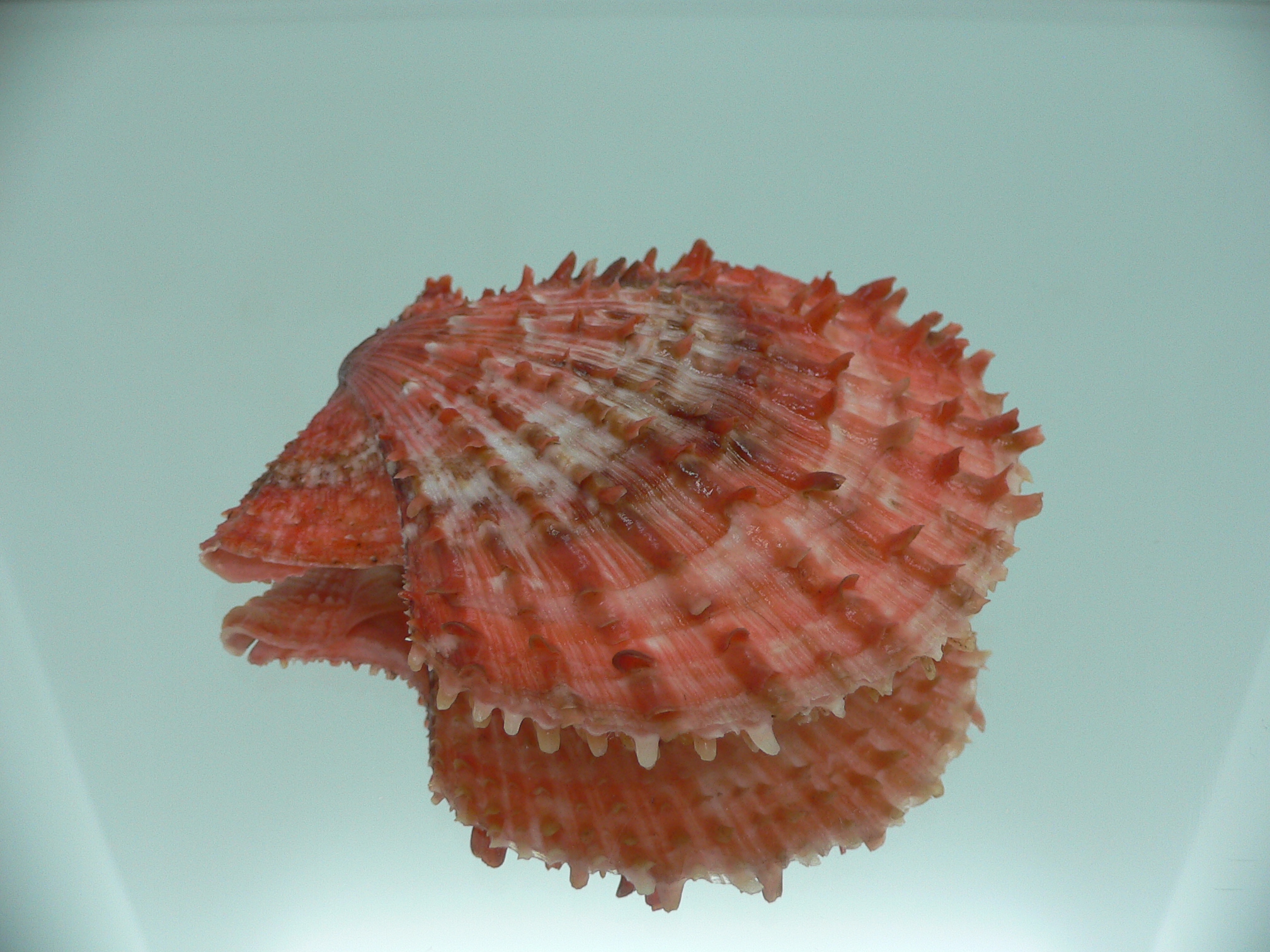 Scaeochlamys farreri COLORS