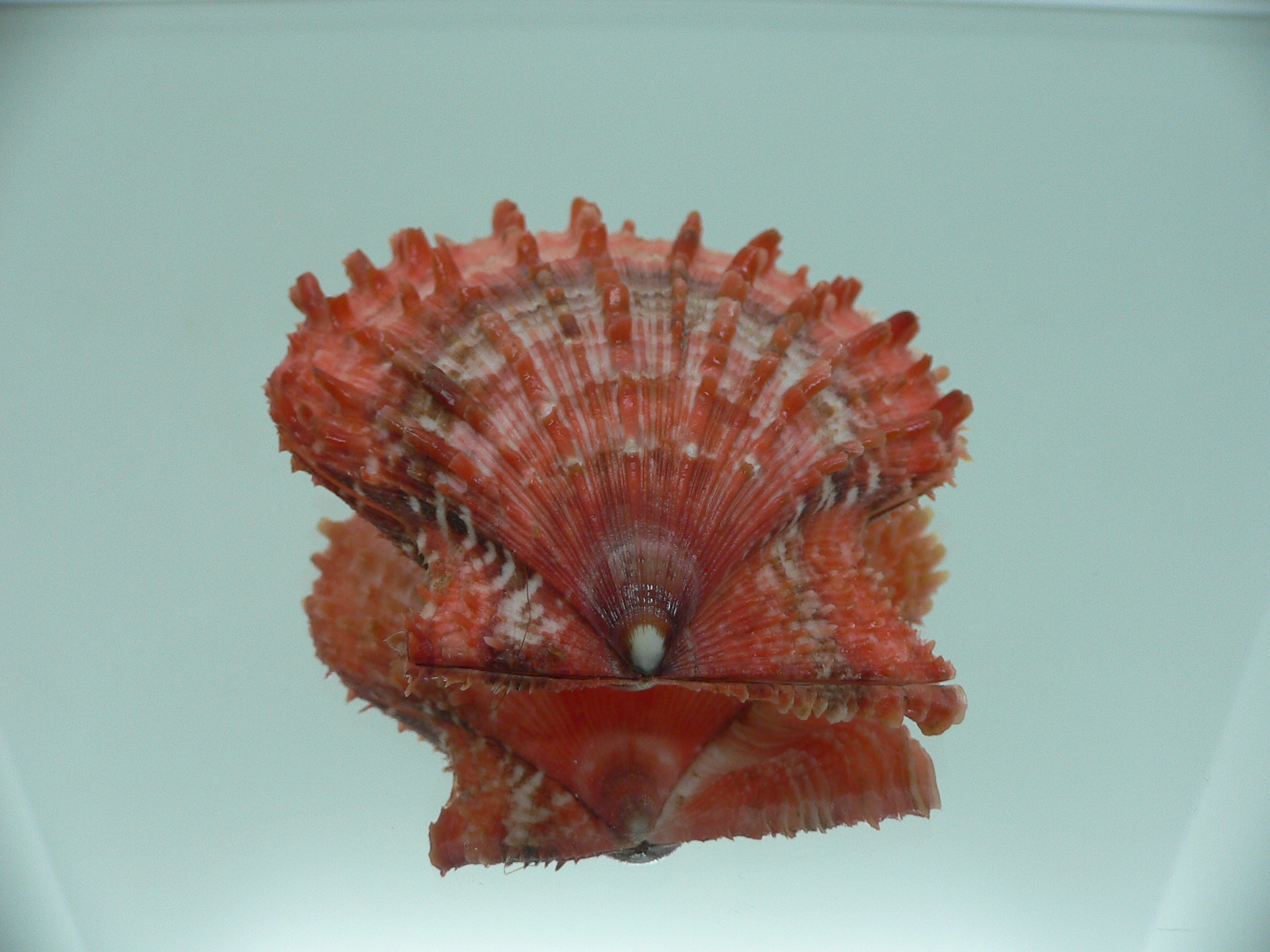 Scaeochlamys farreri COLORS