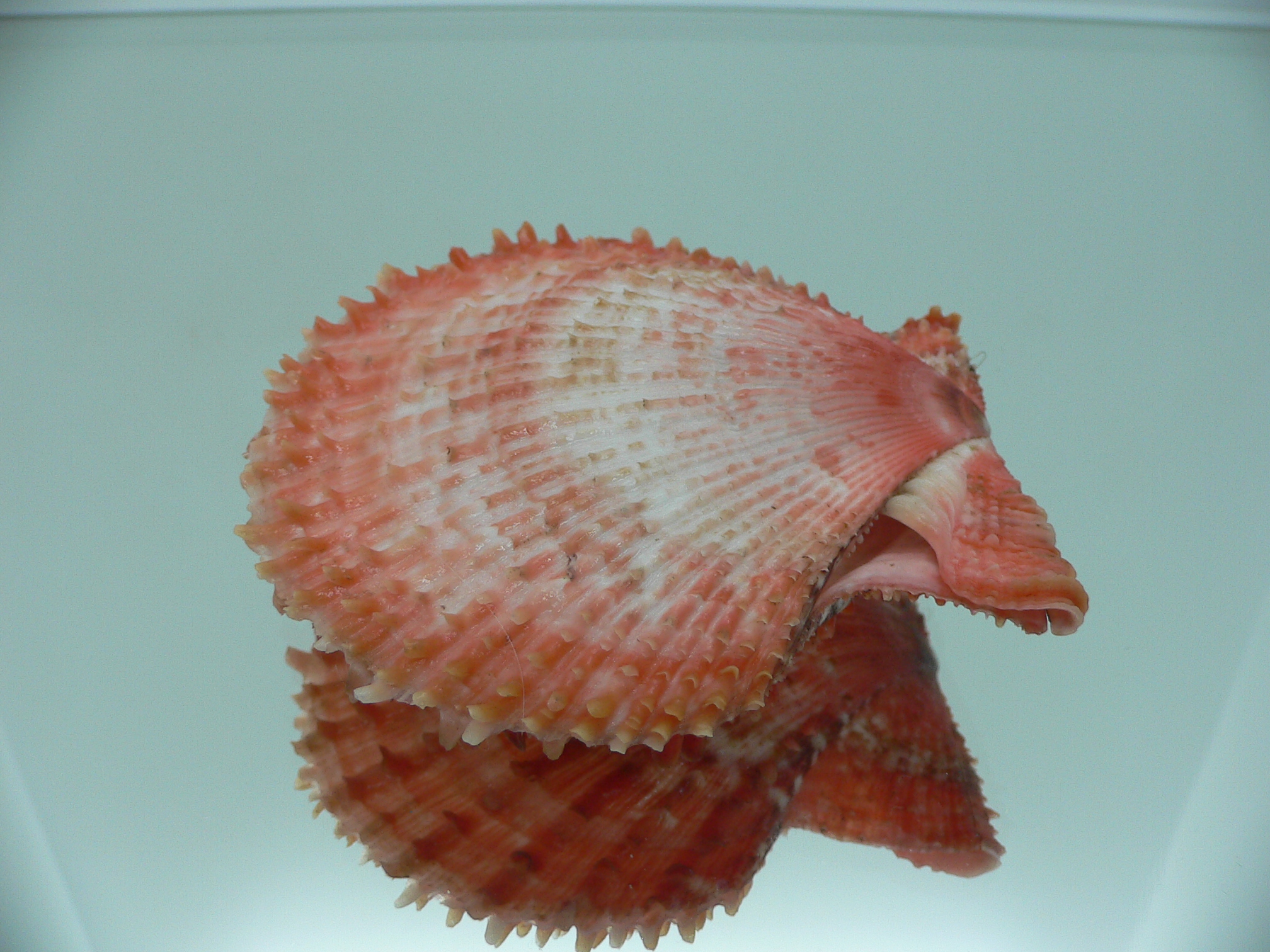 Scaeochlamys farreri COLORS