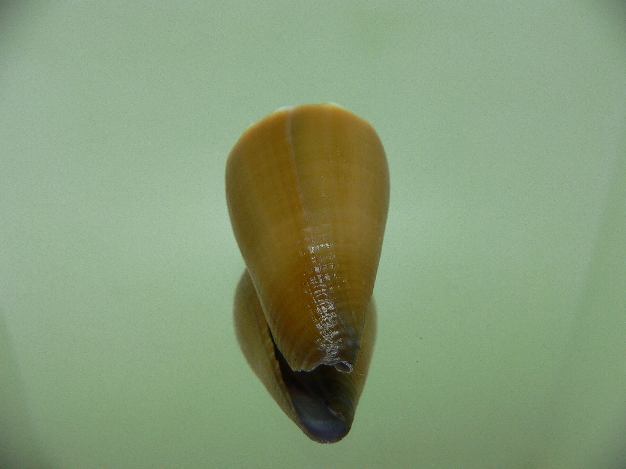 Conus sanguinolentus GRANULAR