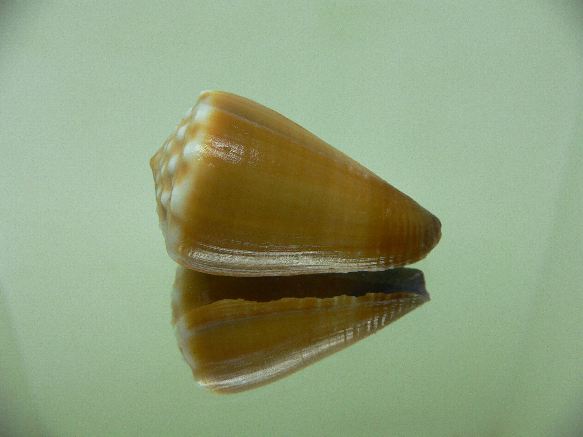 Conus sanguinolentus GRANULAR