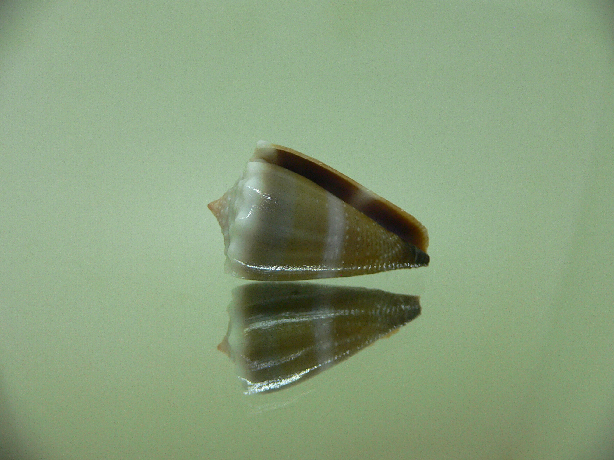 Conus sanguinolentus GRANULAR