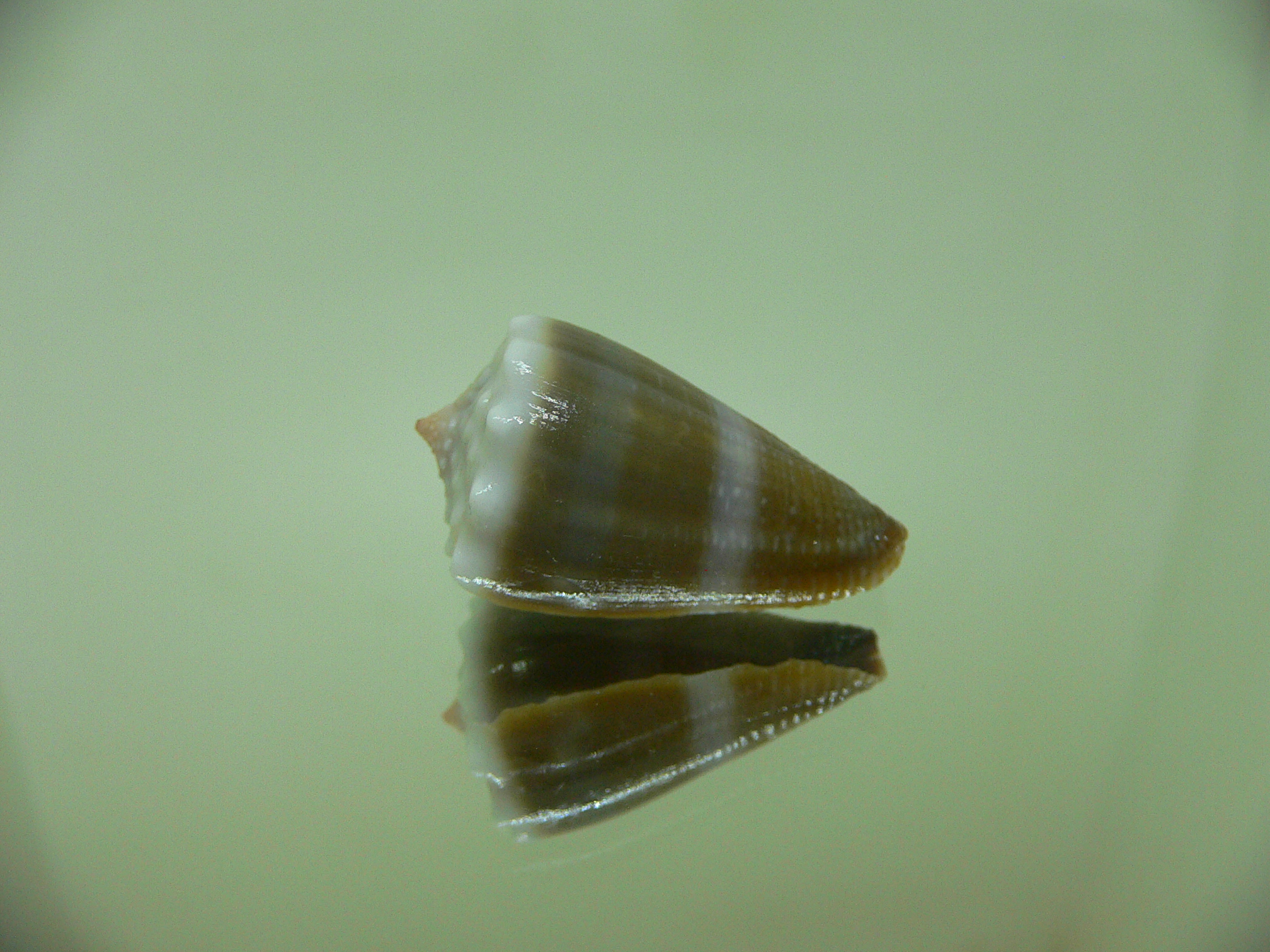 Conus sanguinolentus GRANULAR