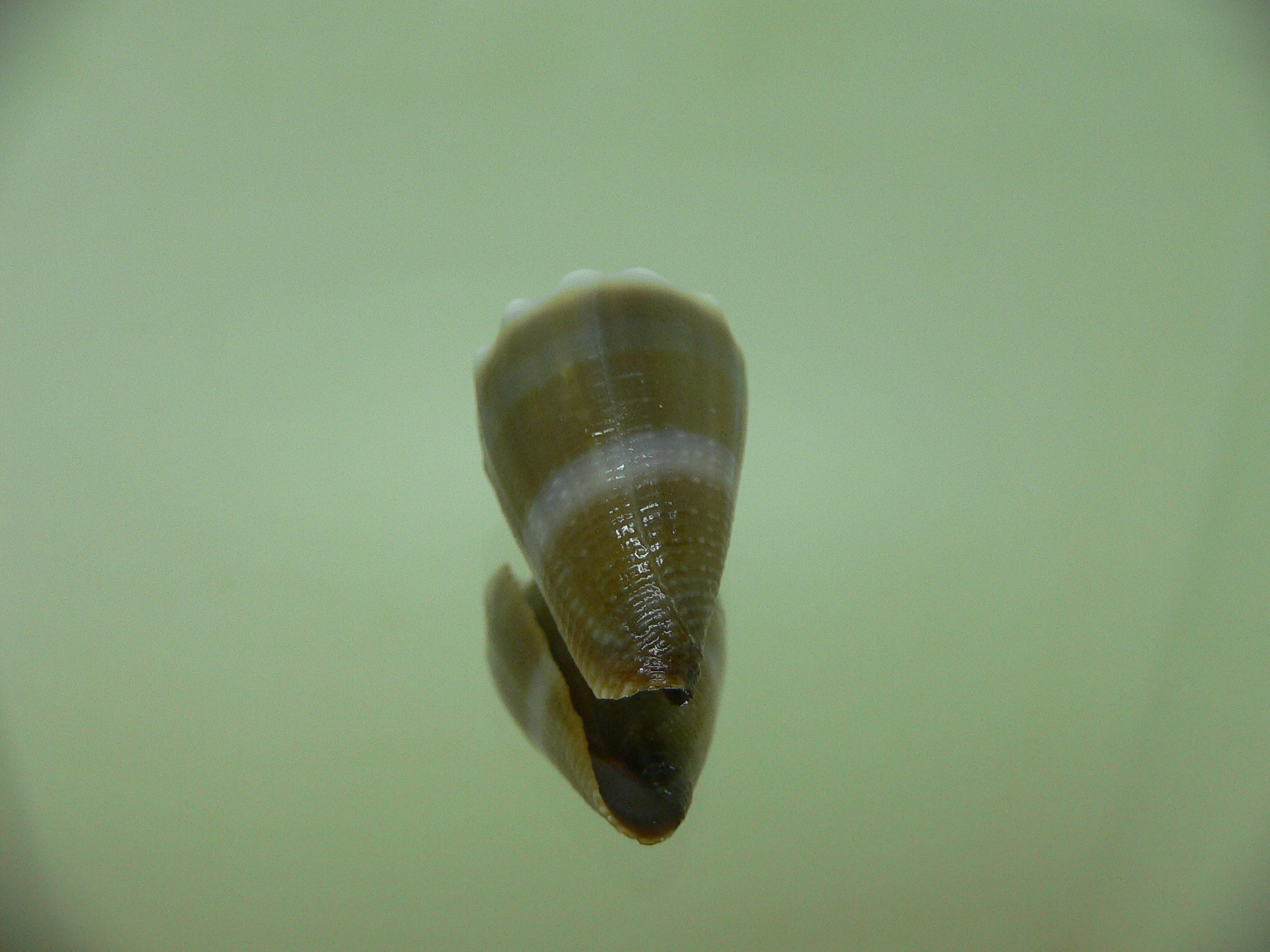 Conus sanguinolentus GRANULAR