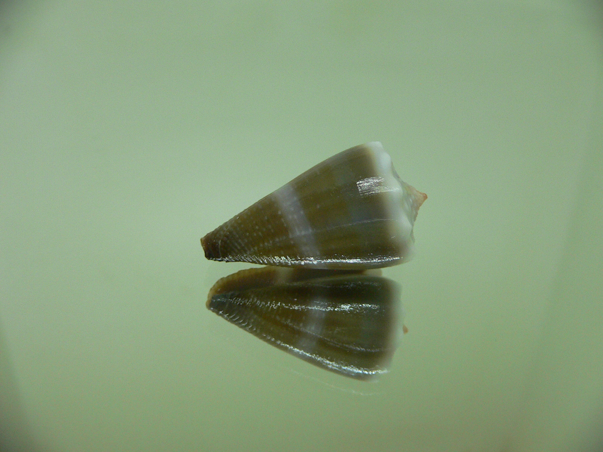 Conus sanguinolentus GRANULAR