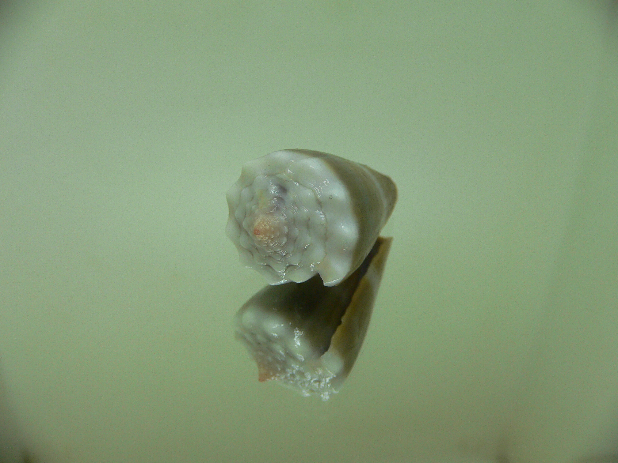 Conus sanguinolentus GRANULAR