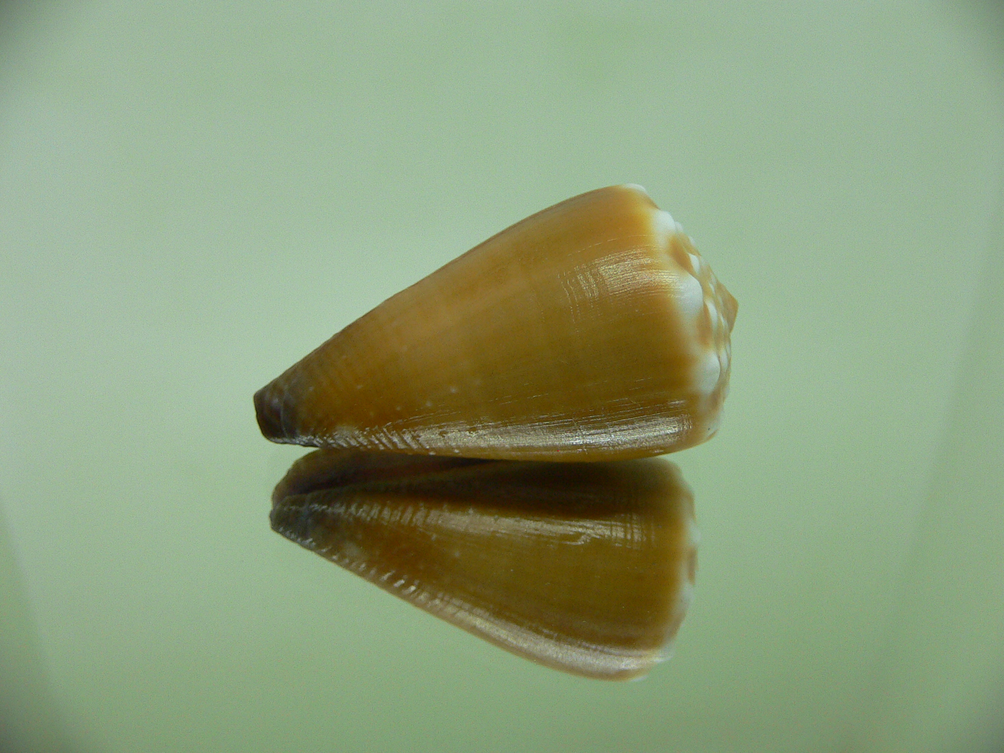 Conus sanguinolentus GRANULAR