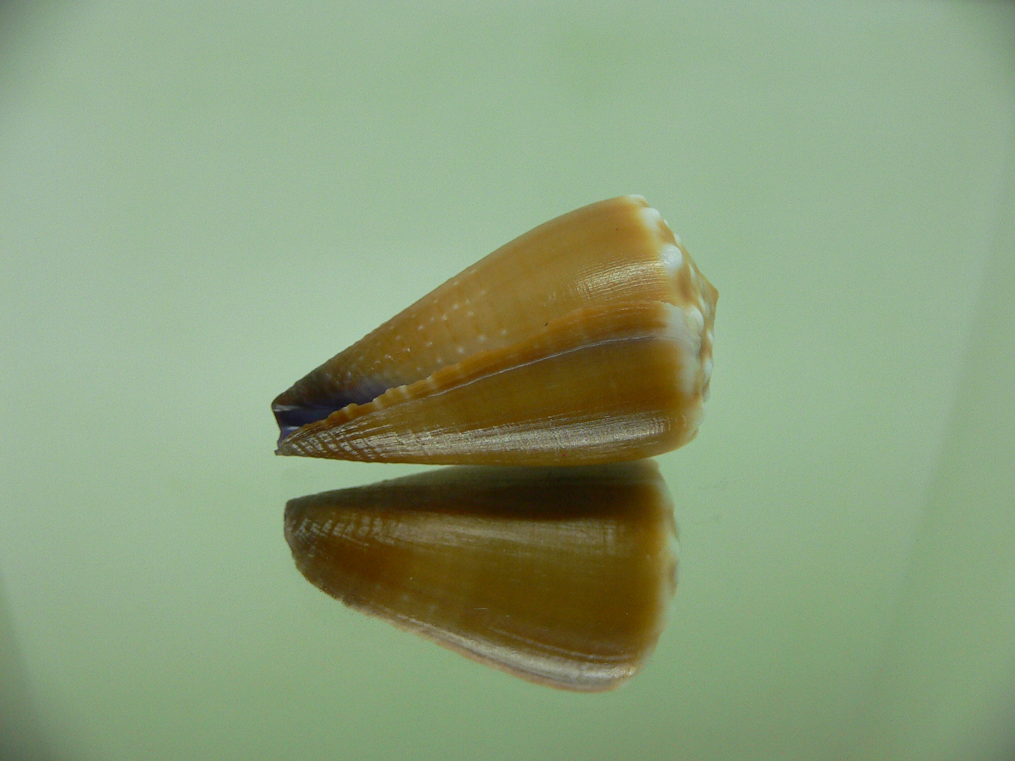 Conus sanguinolentus GRANULAR