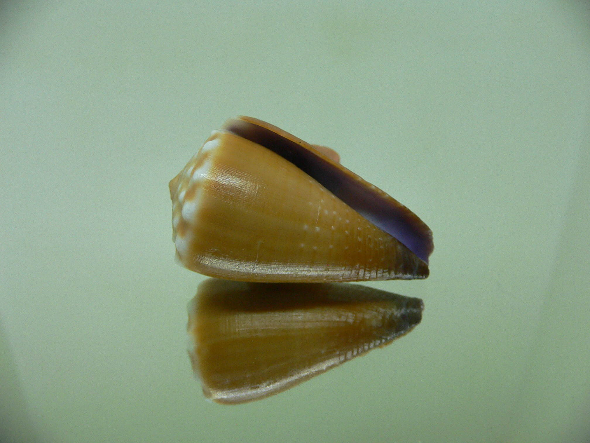 Conus sanguinolentus GRANULAR