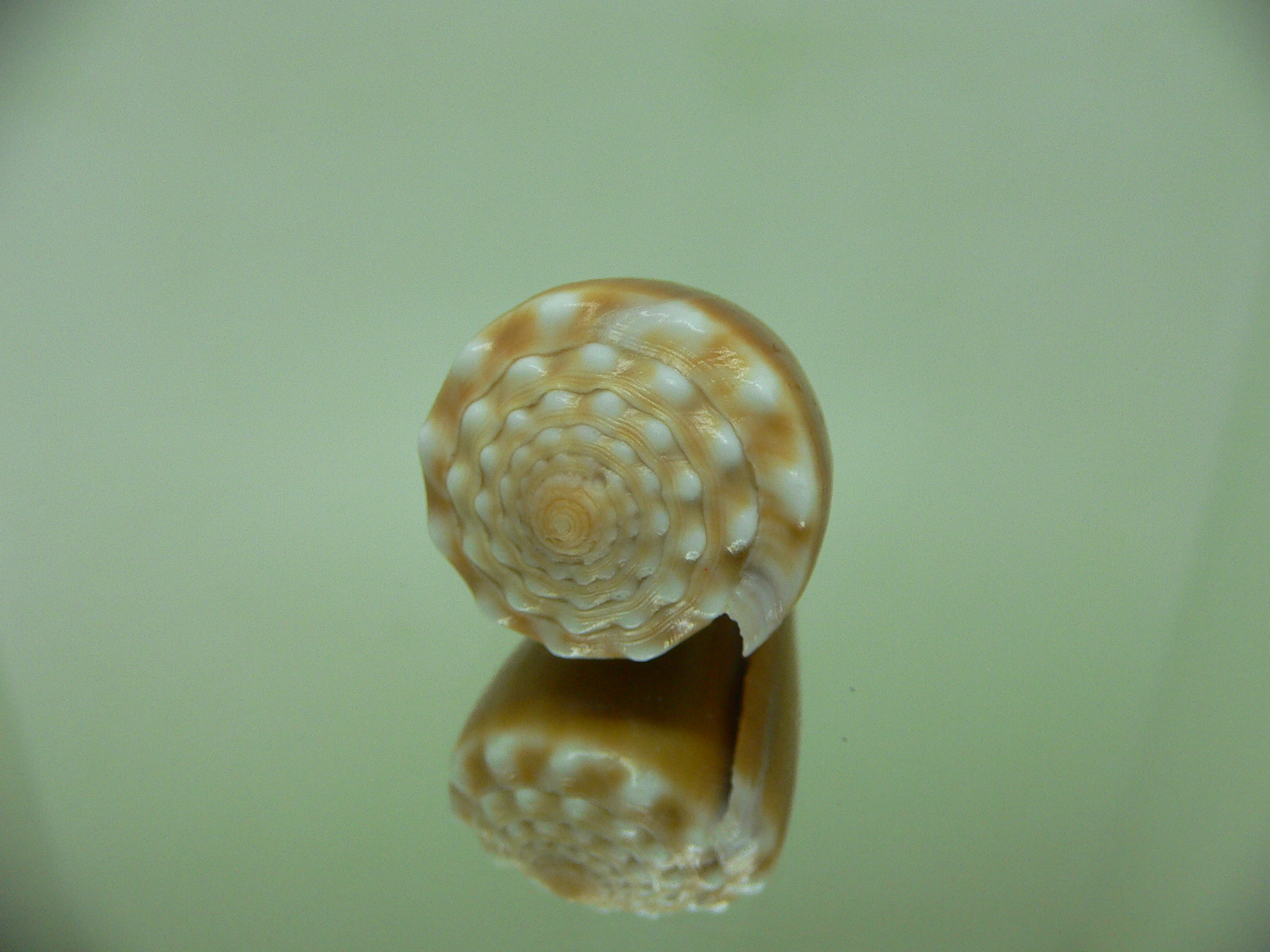 Conus sanguinolentus GRANULAR