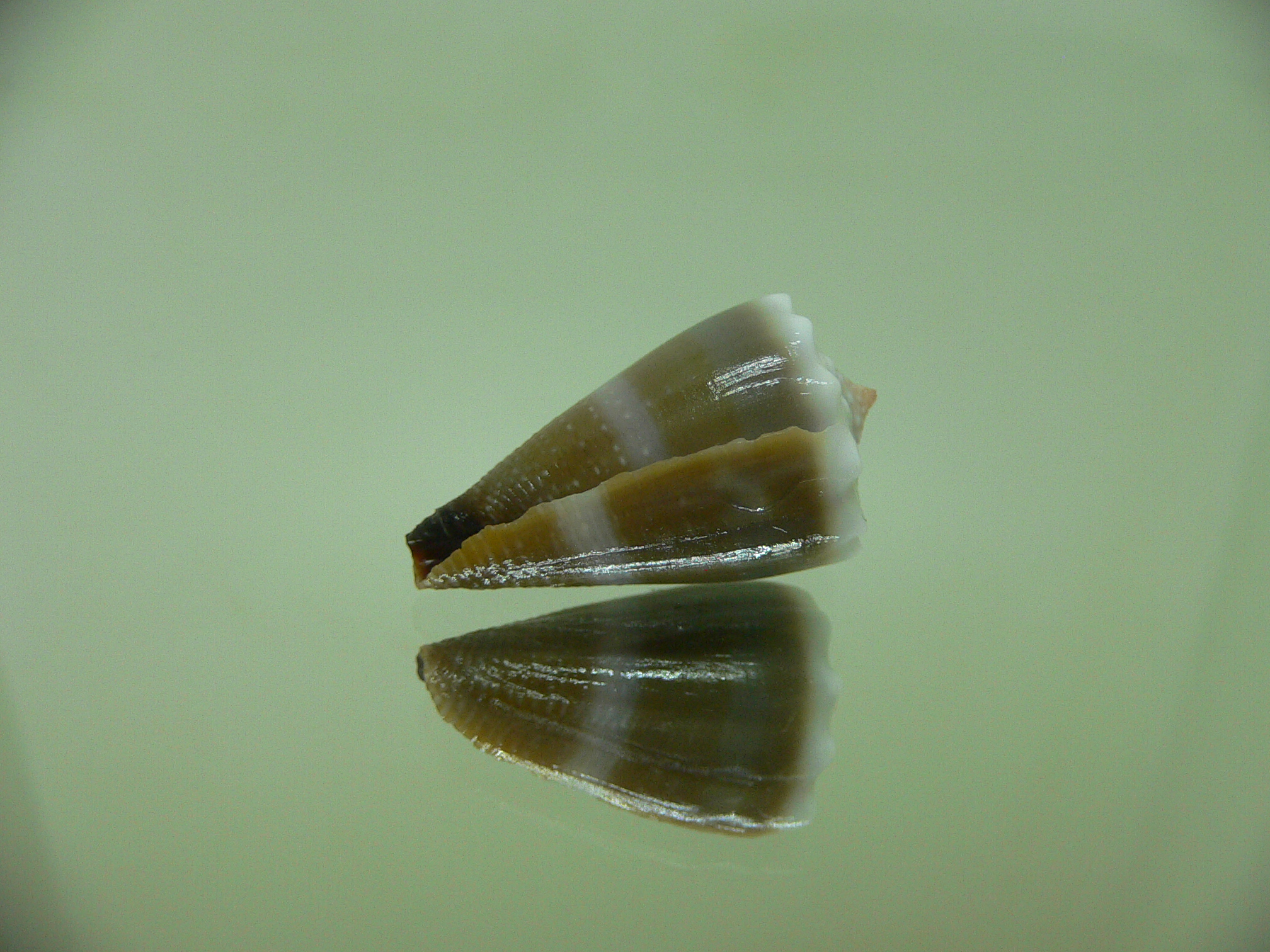 Conus sanguinolentus GRANULAR