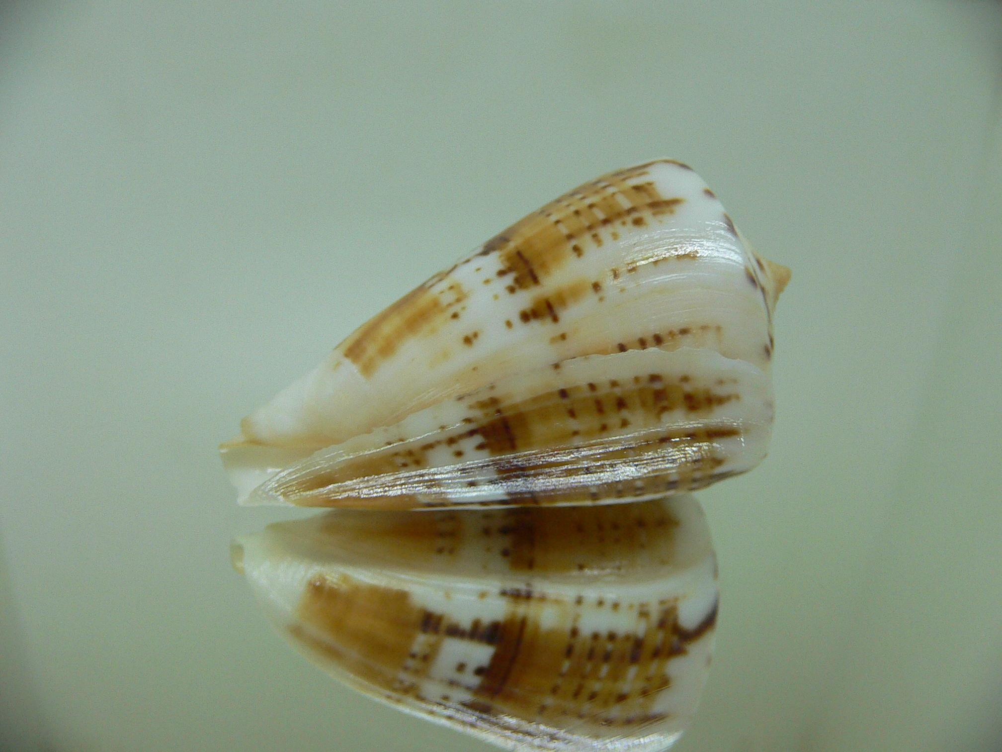 Conus malacanus