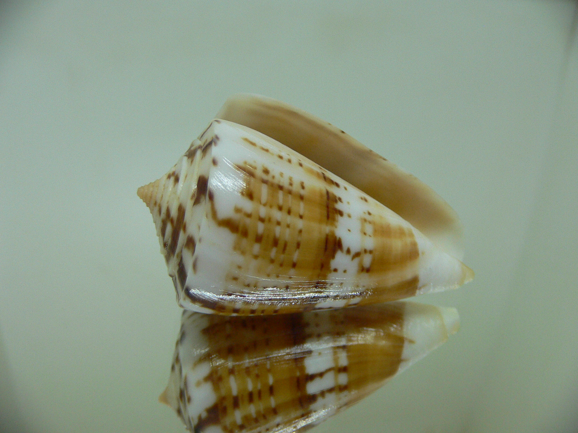 Conus malacanus