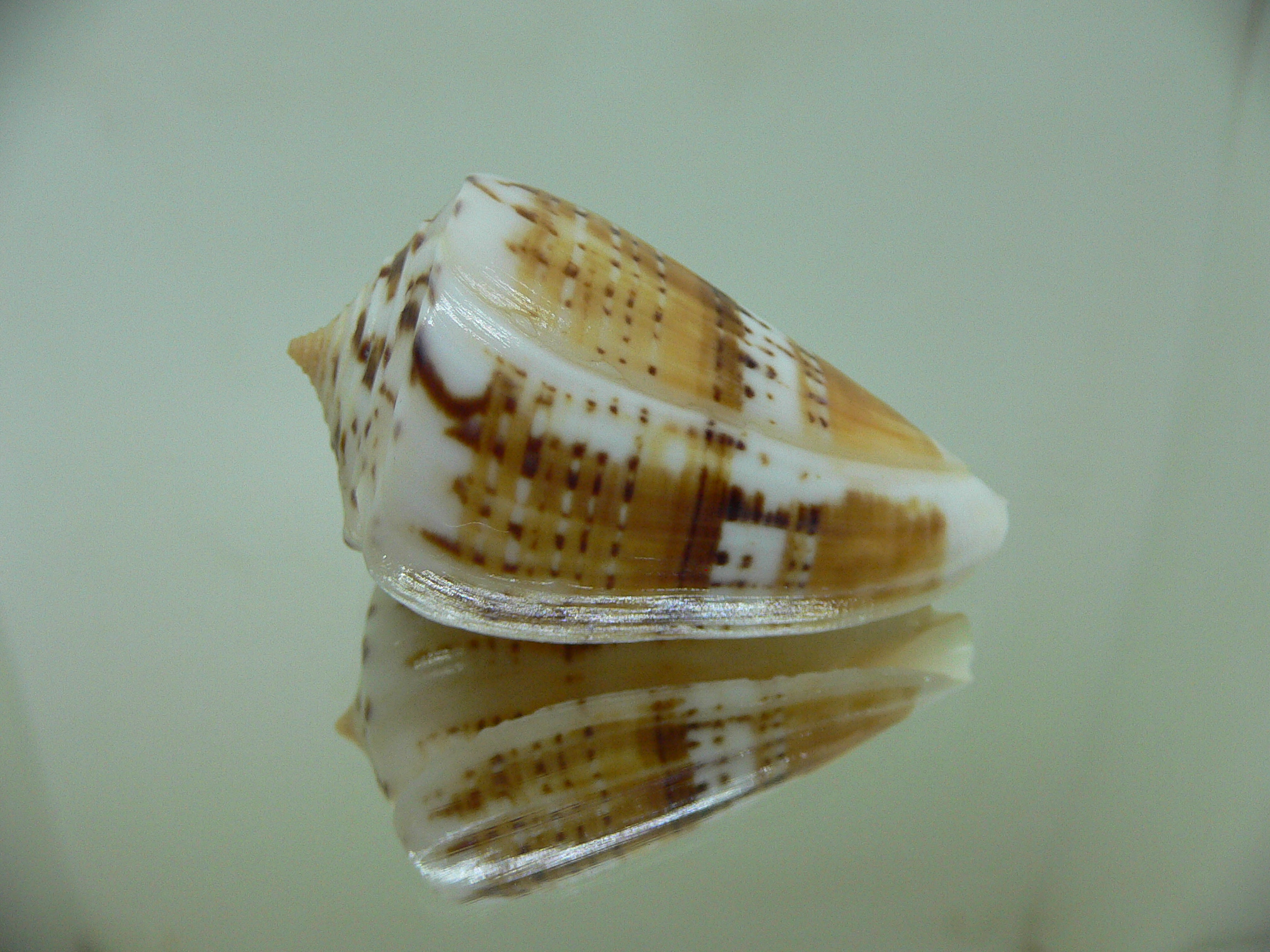 Conus malacanus