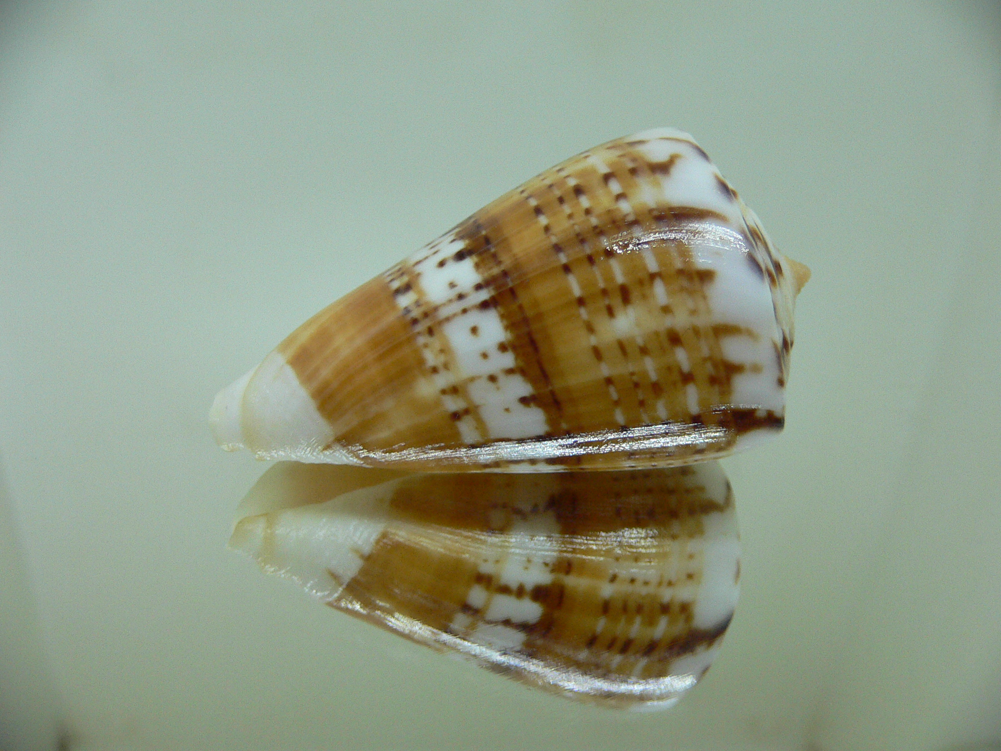 Conus malacanus