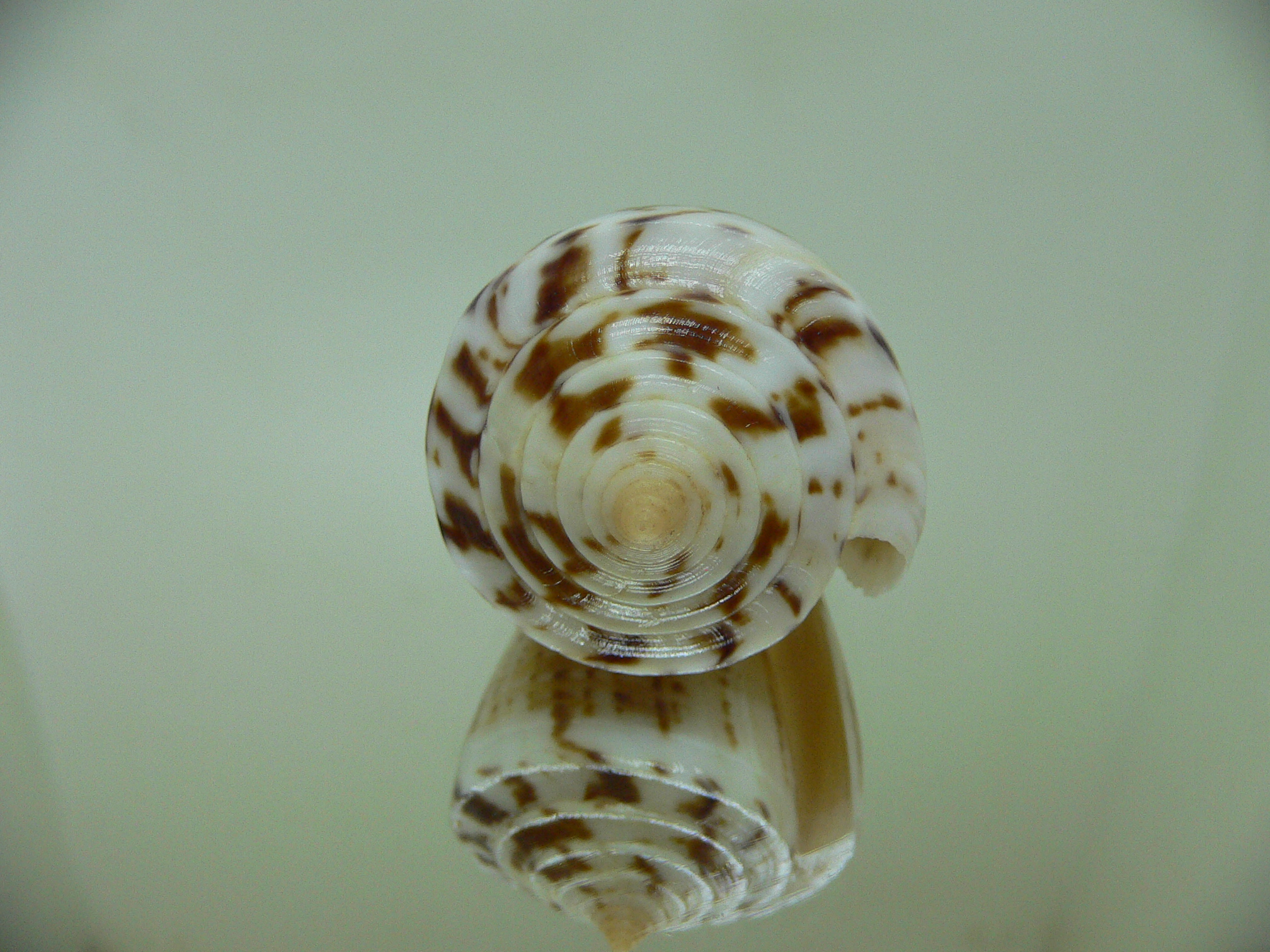 Conus malacanus