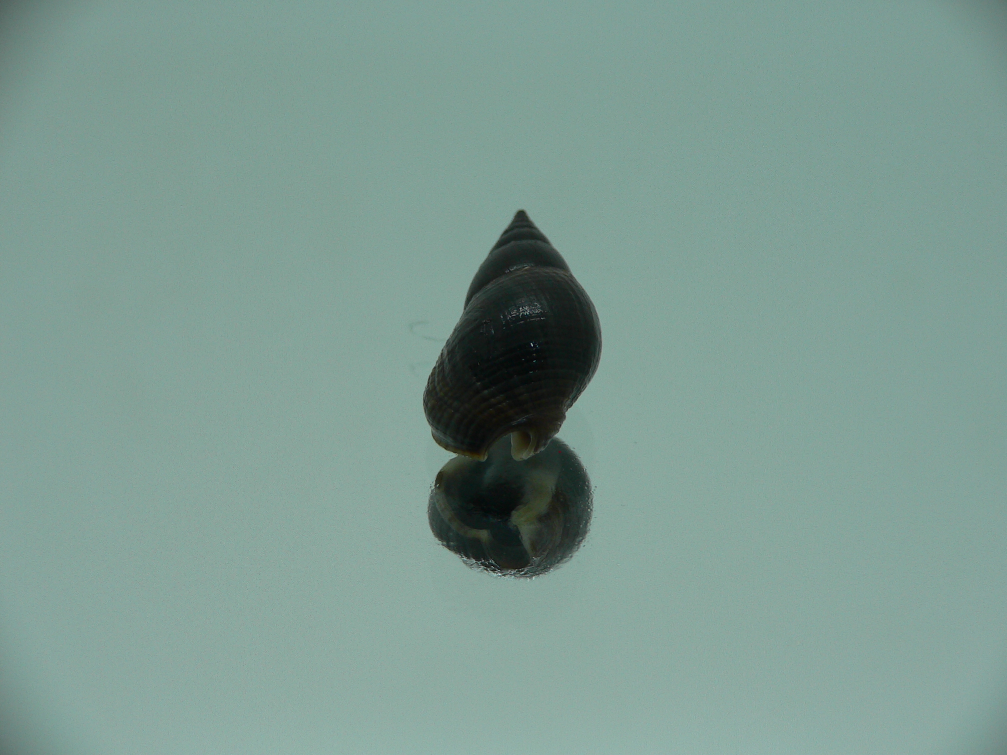 Nassarius reeveanus luctuosa (var.)