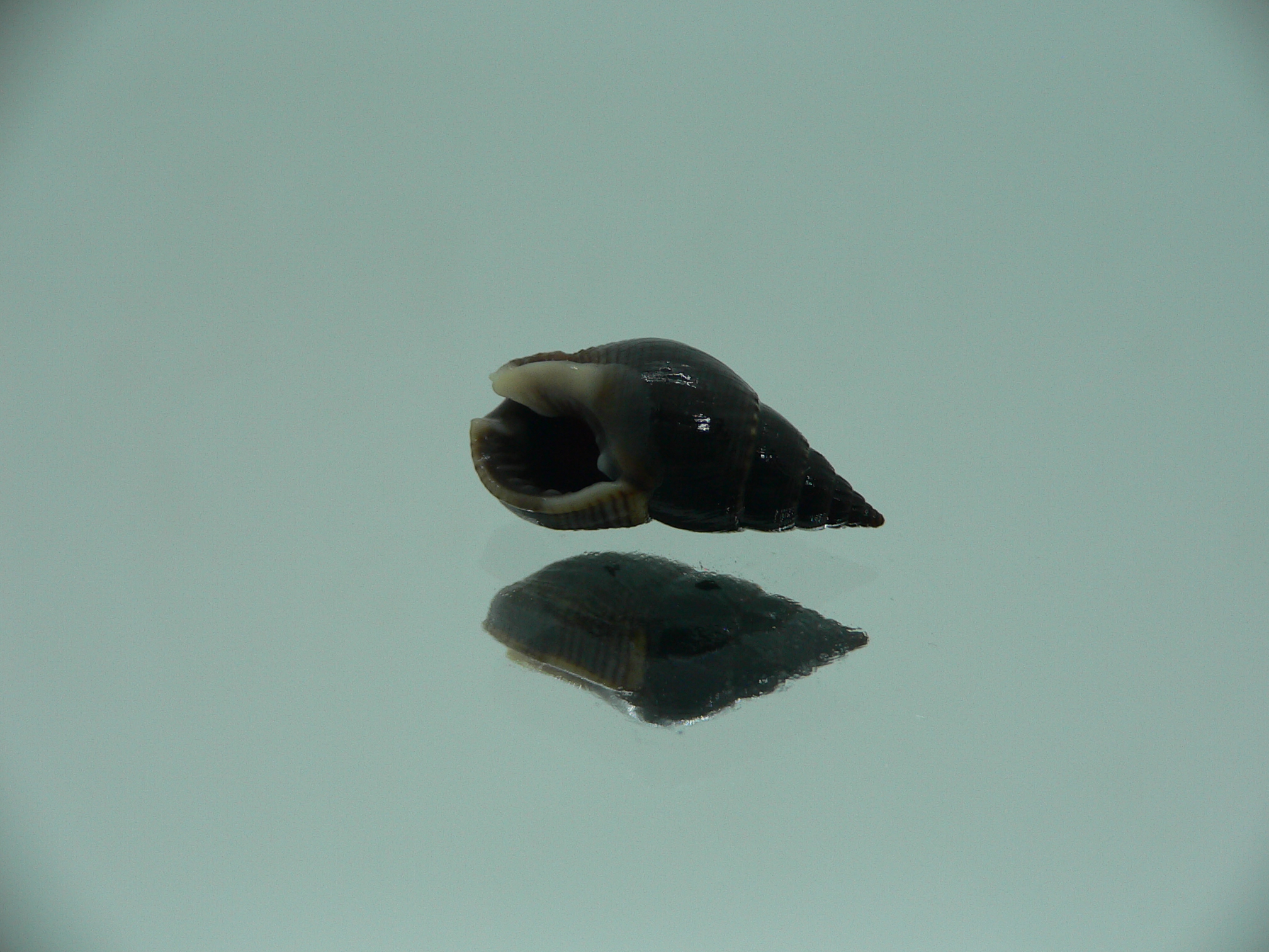 Nassarius reeveanus luctuosa (var.)