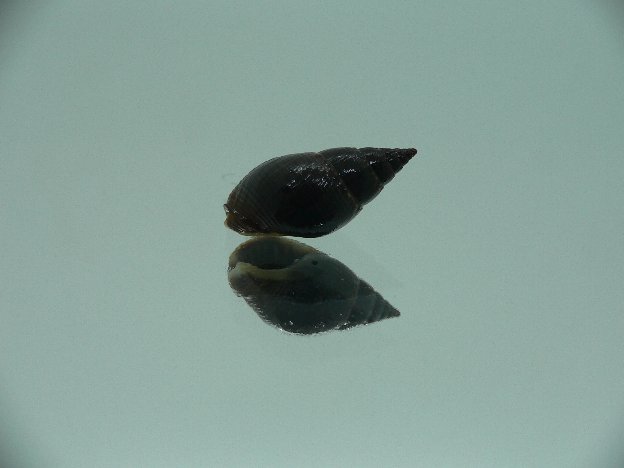Nassarius reeveanus luctuosa (var.)