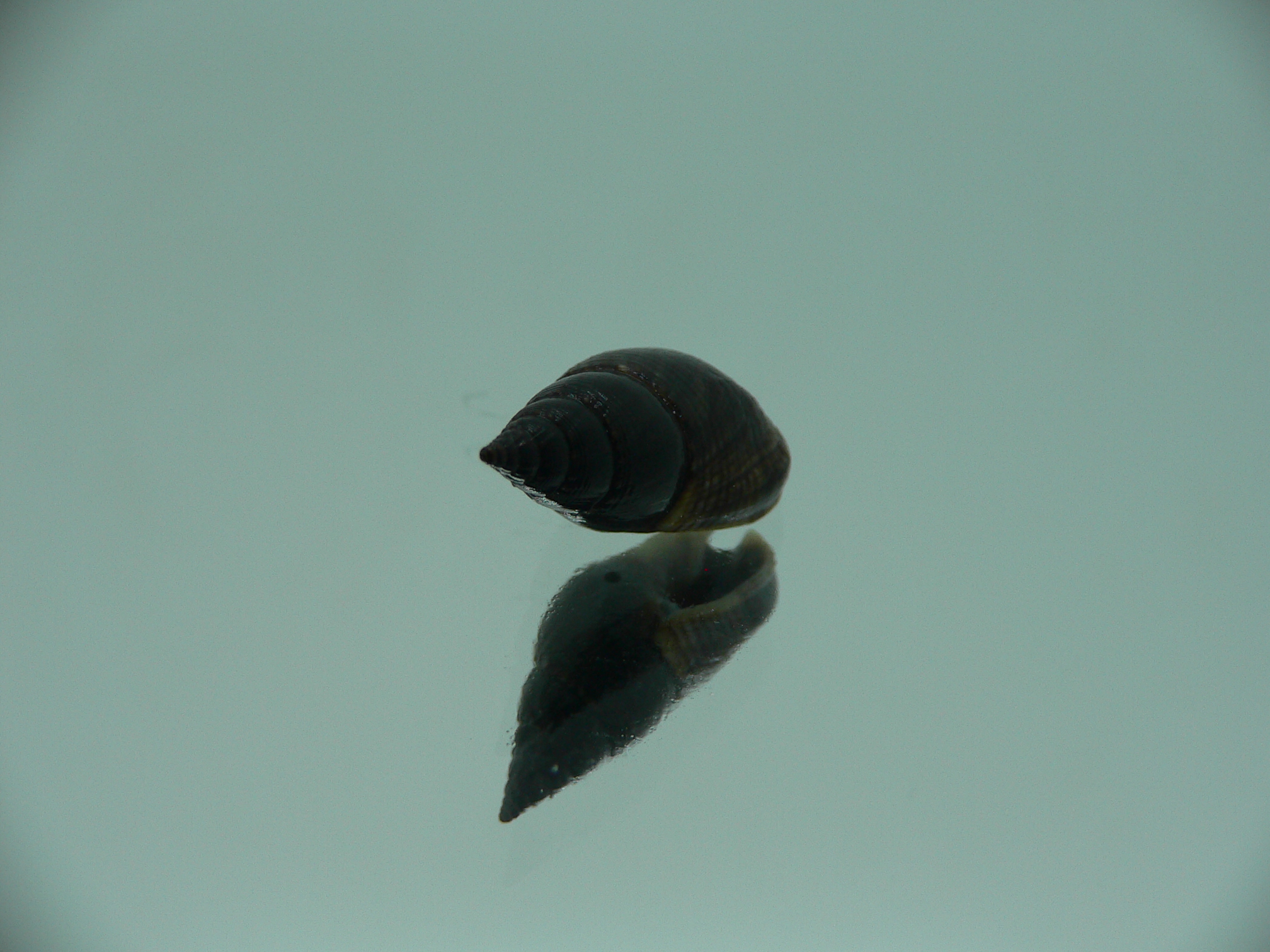Nassarius reeveanus luctuosa (var.)