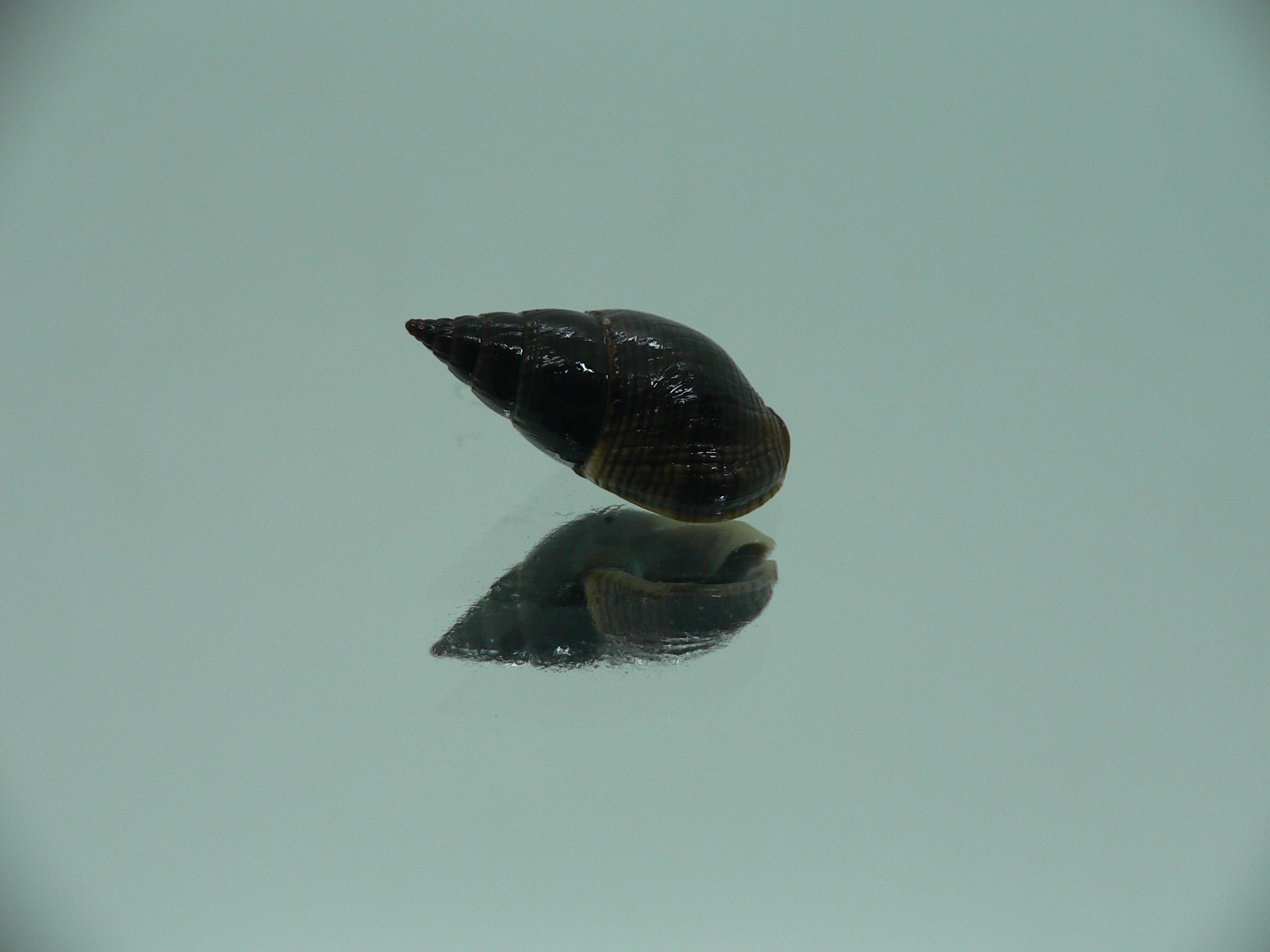 Nassarius reeveanus luctuosa (var.)