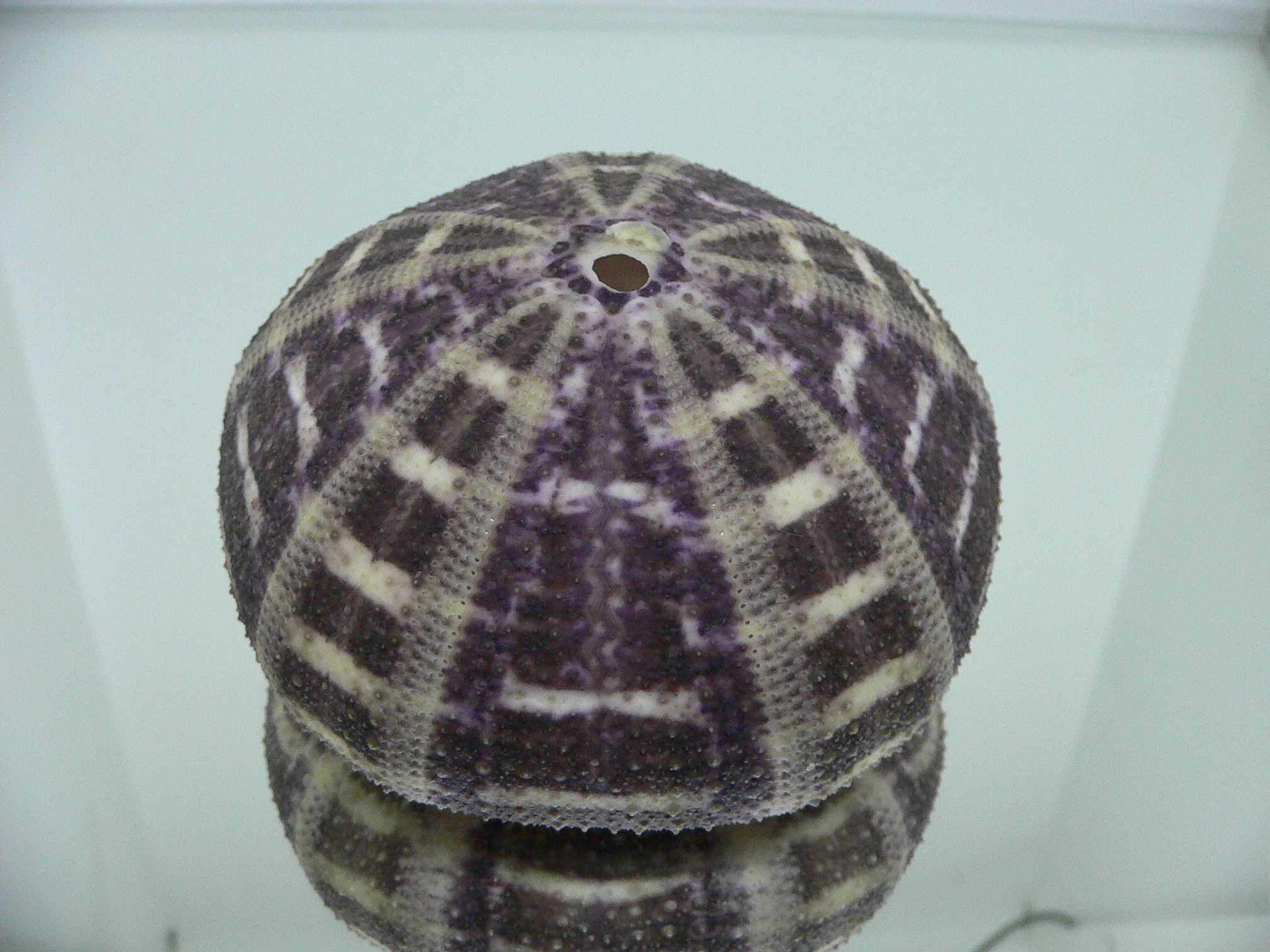 Toxopneustes pileolus DARK COLOR