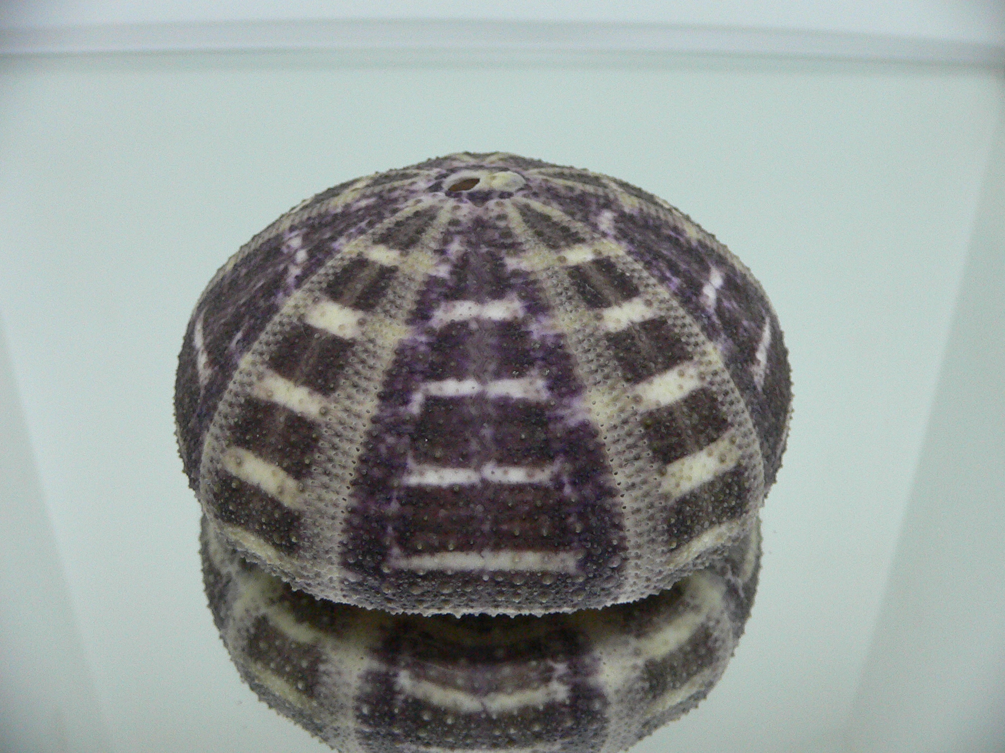 Toxopneustes pileolus DARK COLOR