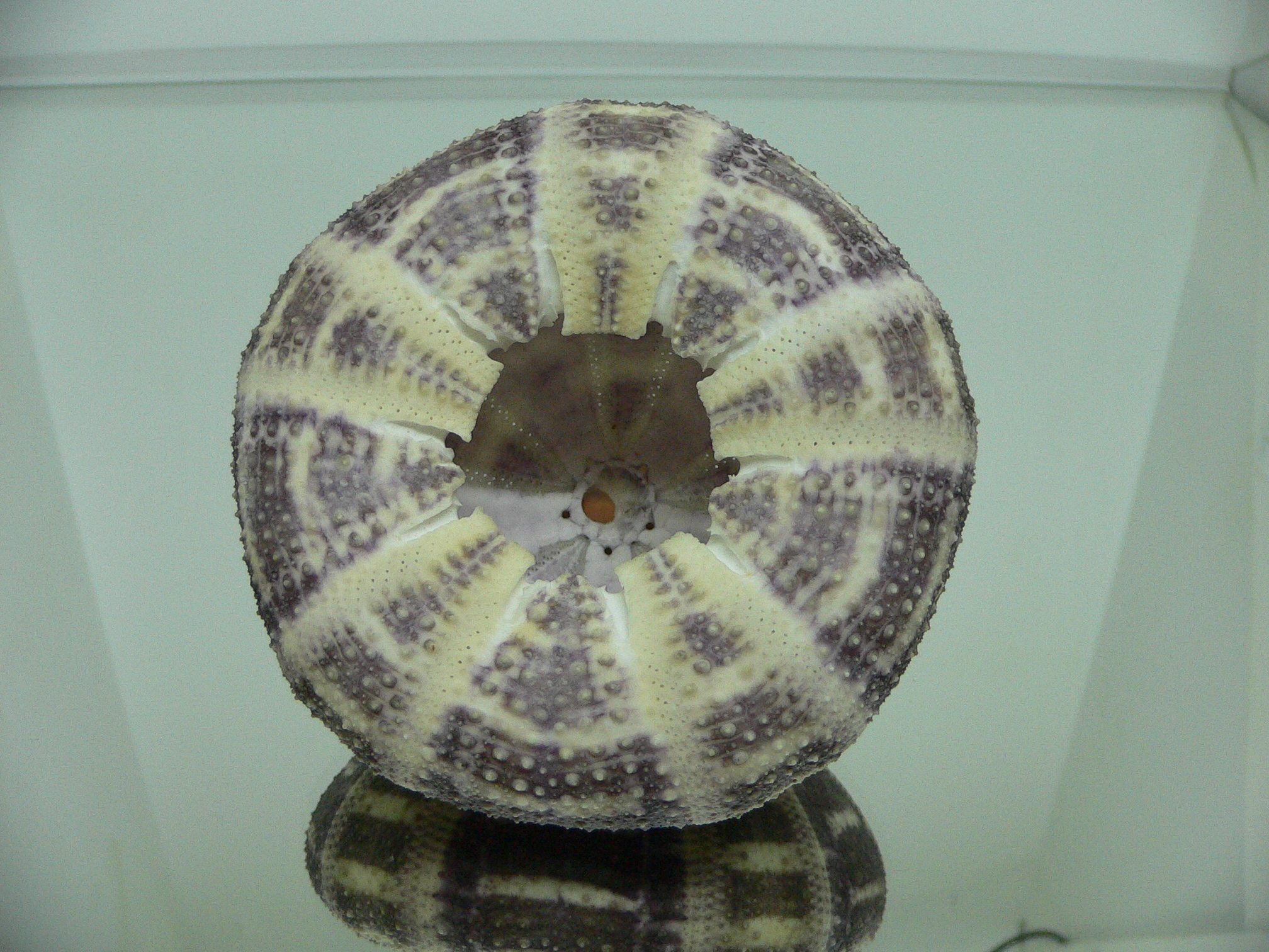 Toxopneustes pileolus DARK COLOR