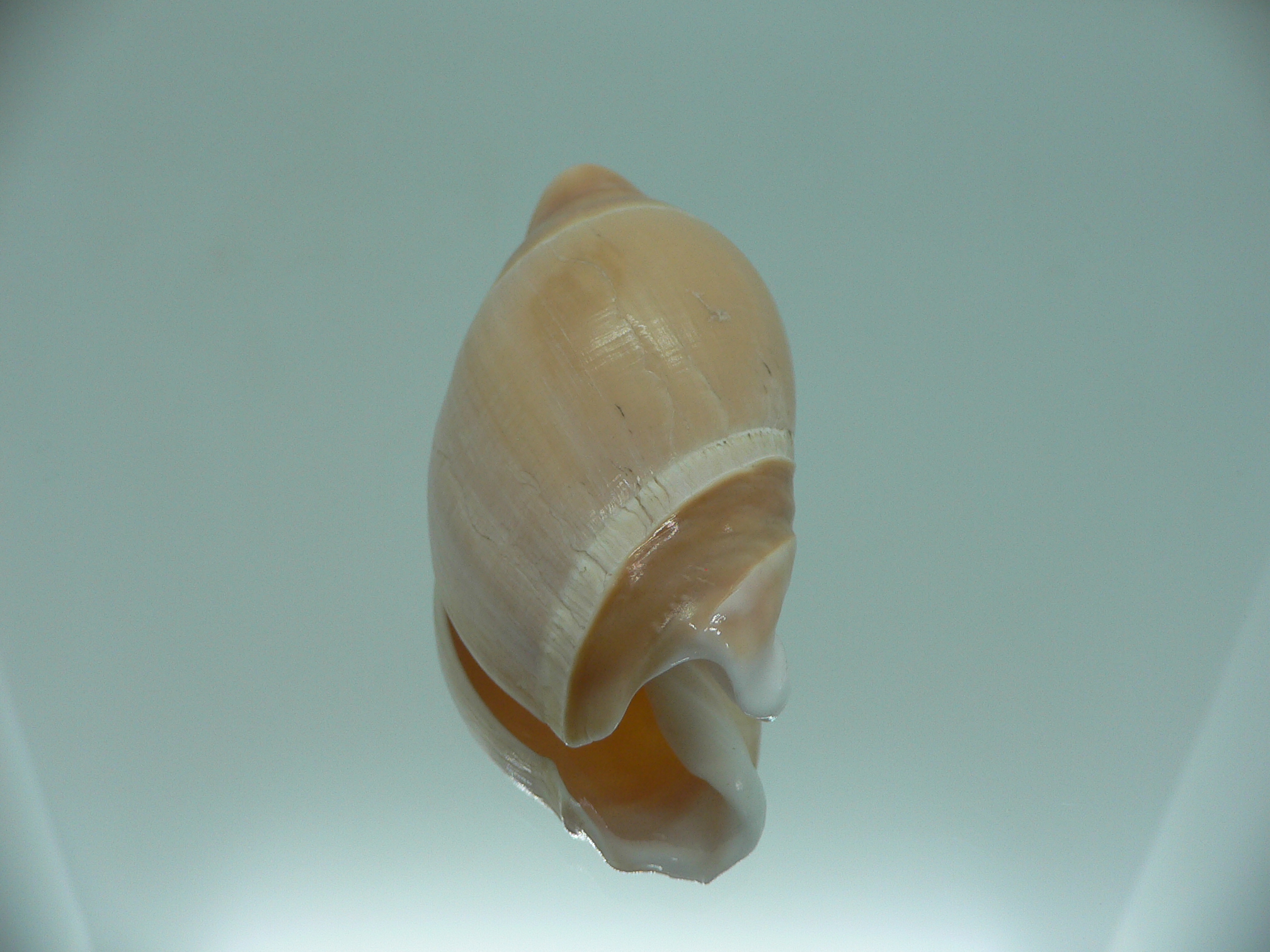 Amalda rubiginosa albocallosa GIANT