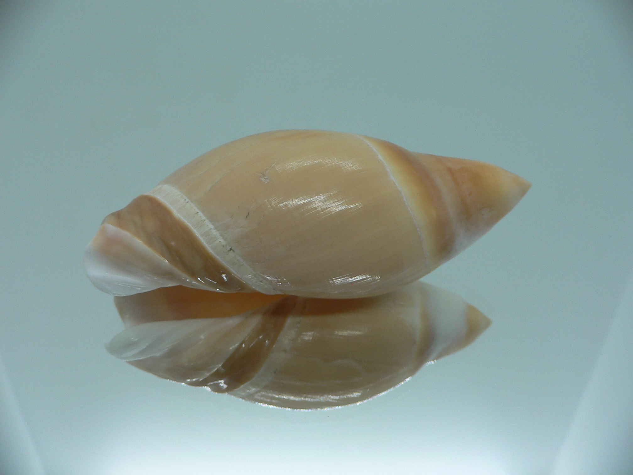 Amalda rubiginosa albocallosa GIANT