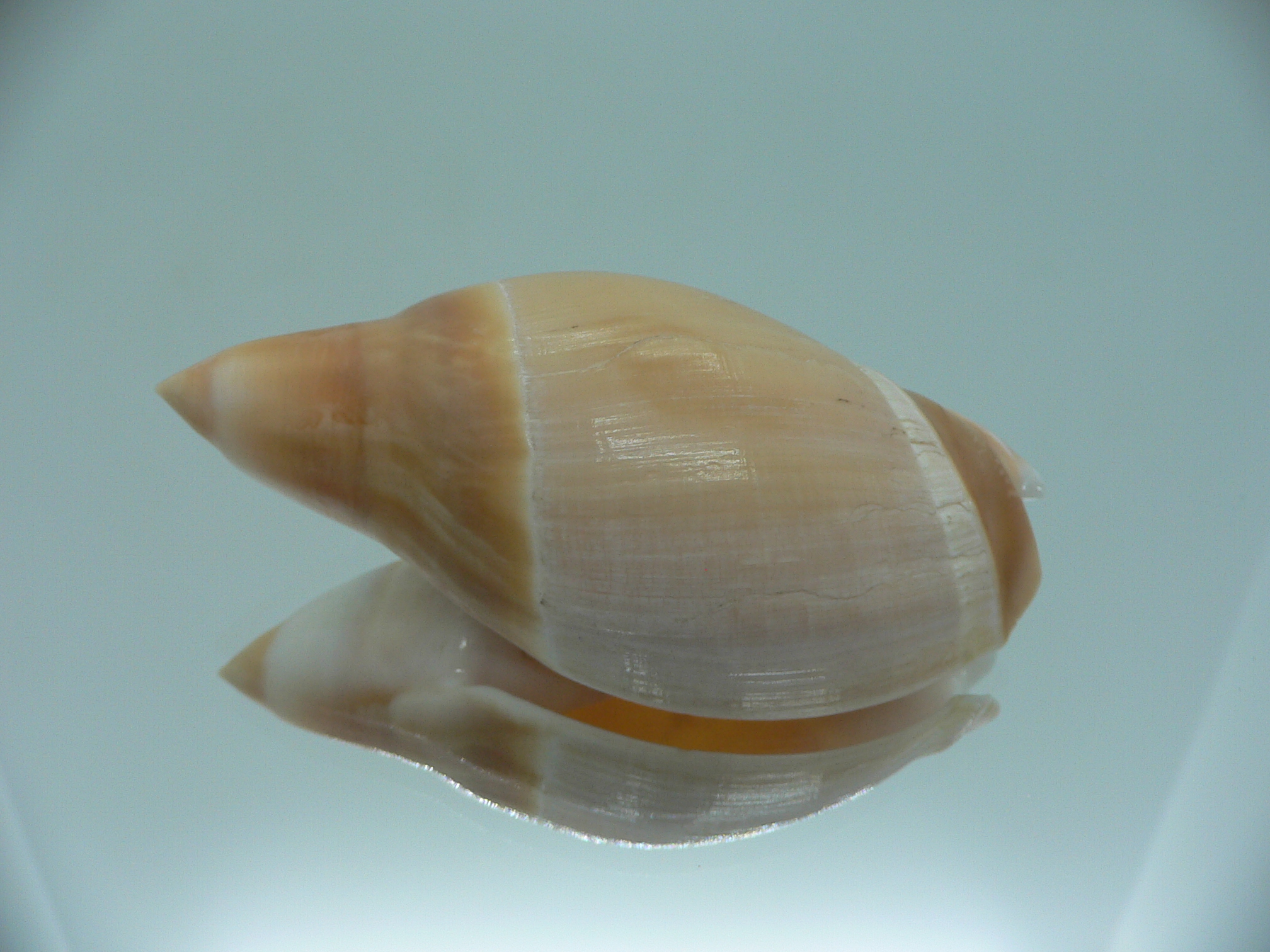 Amalda rubiginosa albocallosa GIANT