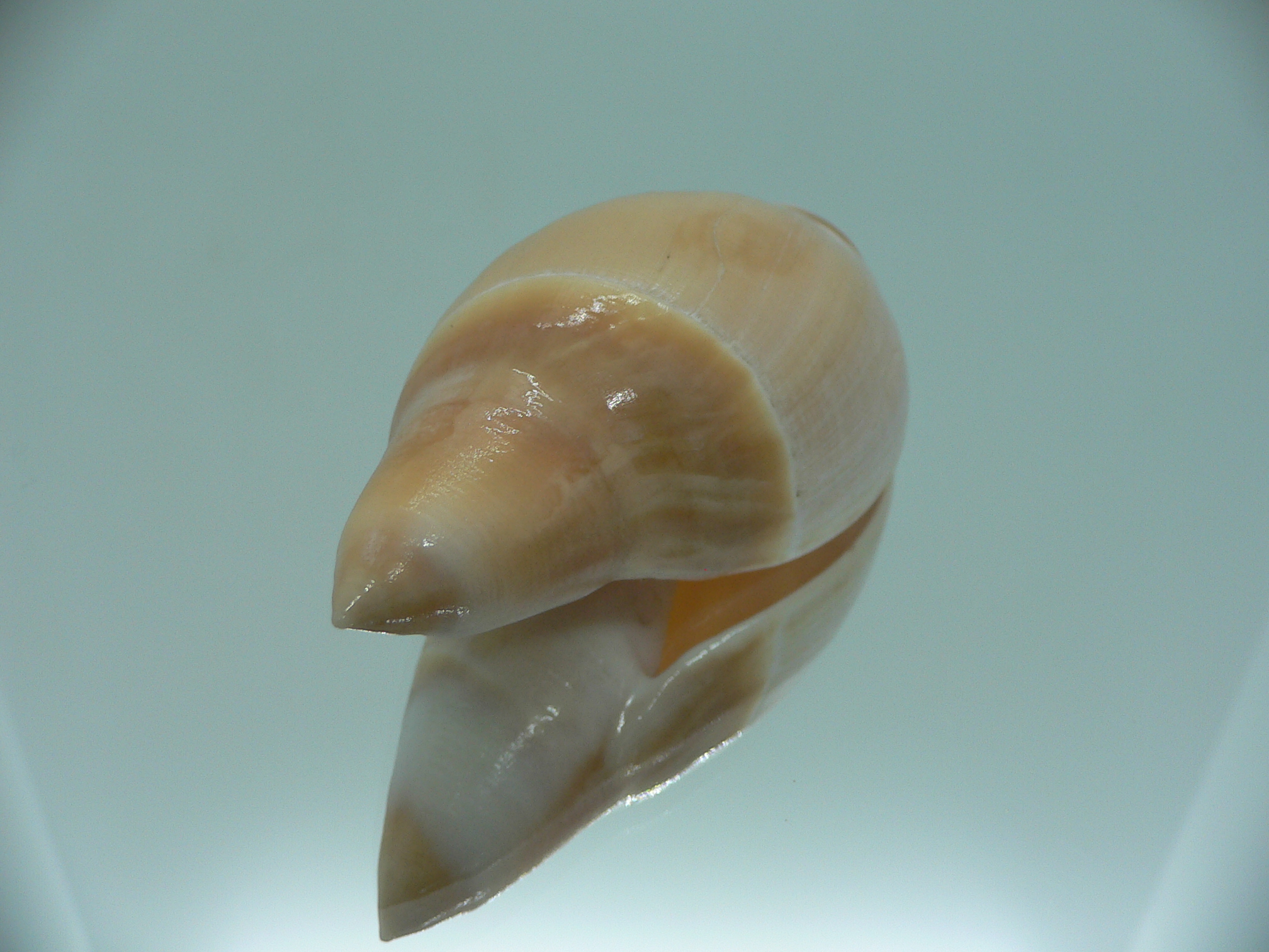 Amalda rubiginosa albocallosa GIANT