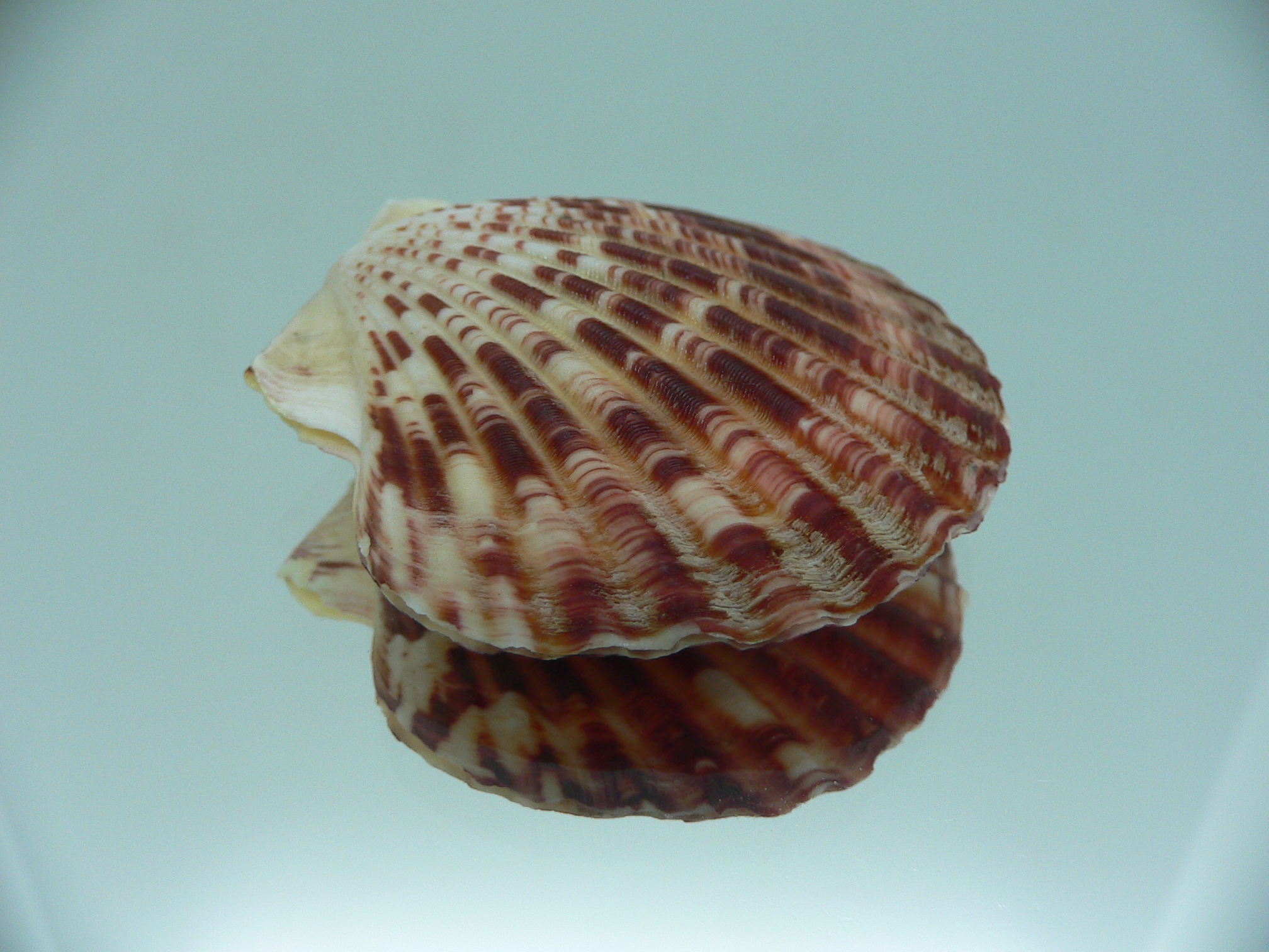 Annachlamys striatula SUPER COLOR