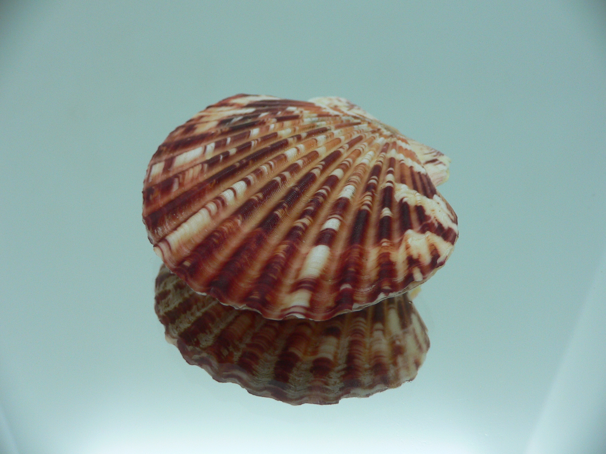Annachlamys striatula SUPER COLOR